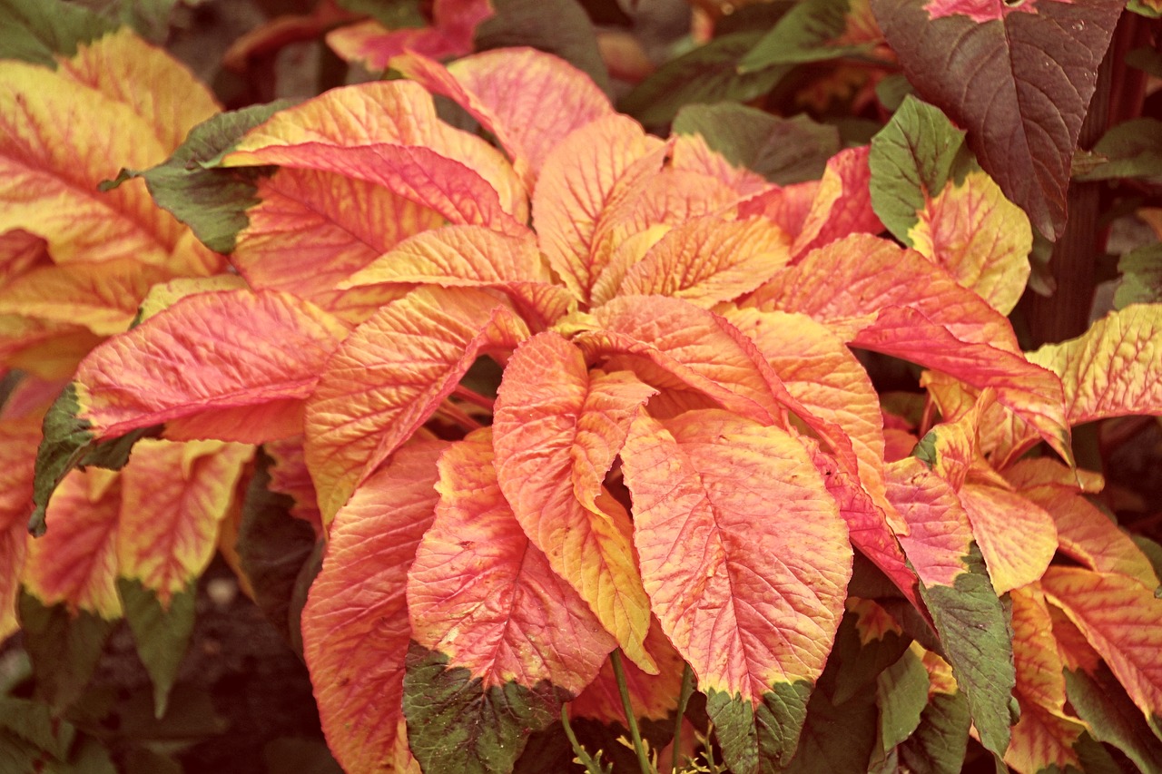 colorful leaves leaves plant free photo