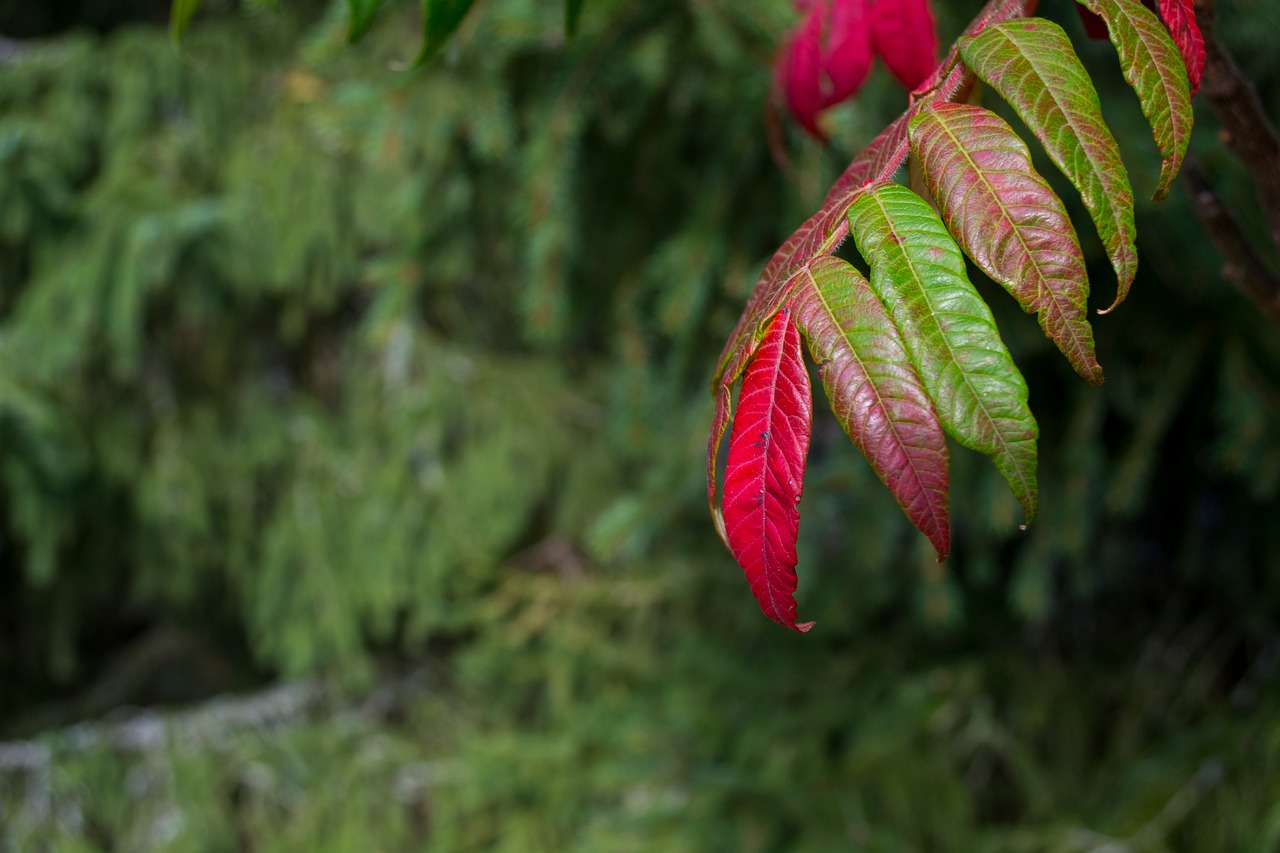 colorful leaves fall color red free photo