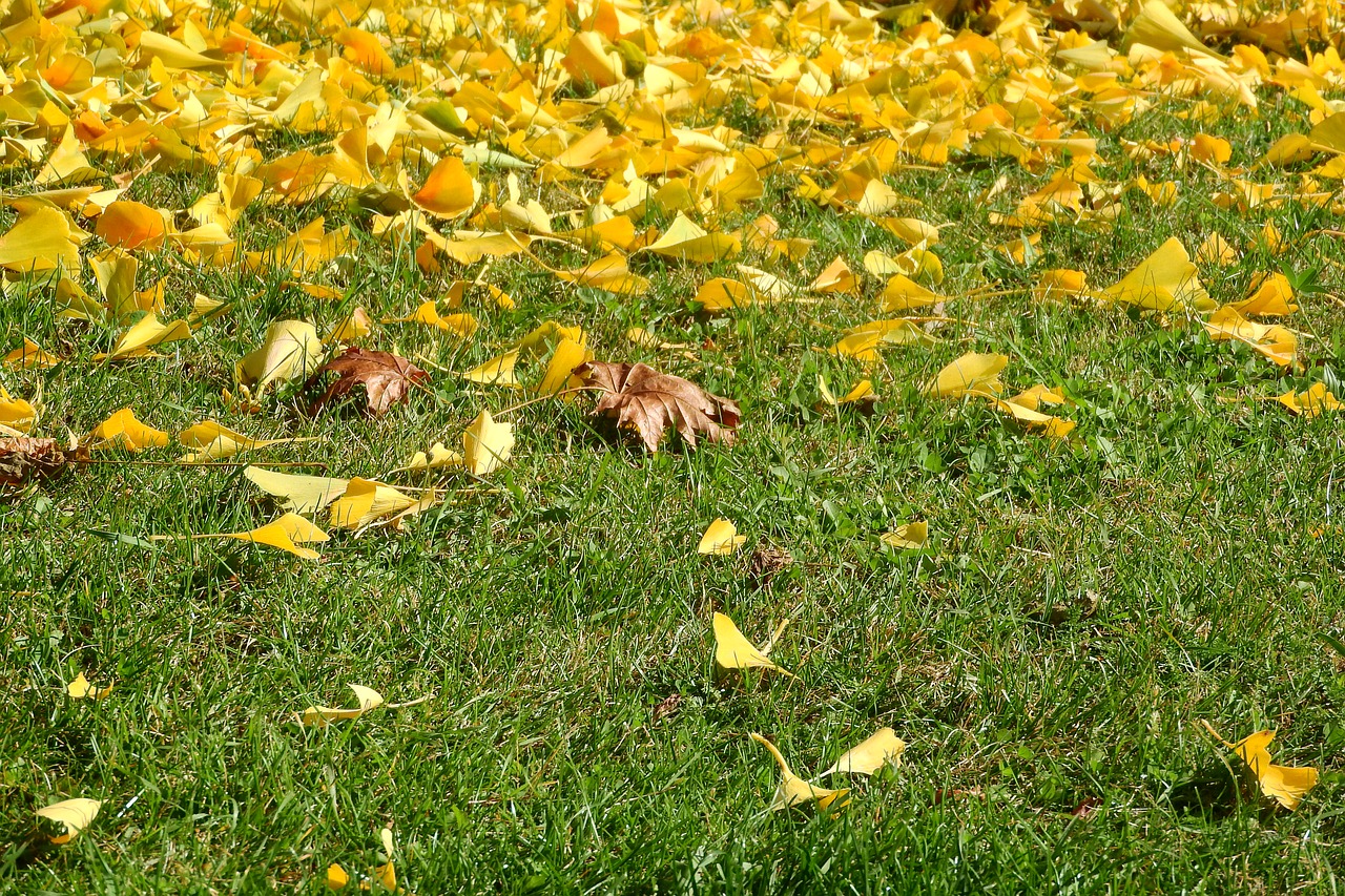colorful leaves fallen leaves yellow leaves free photo