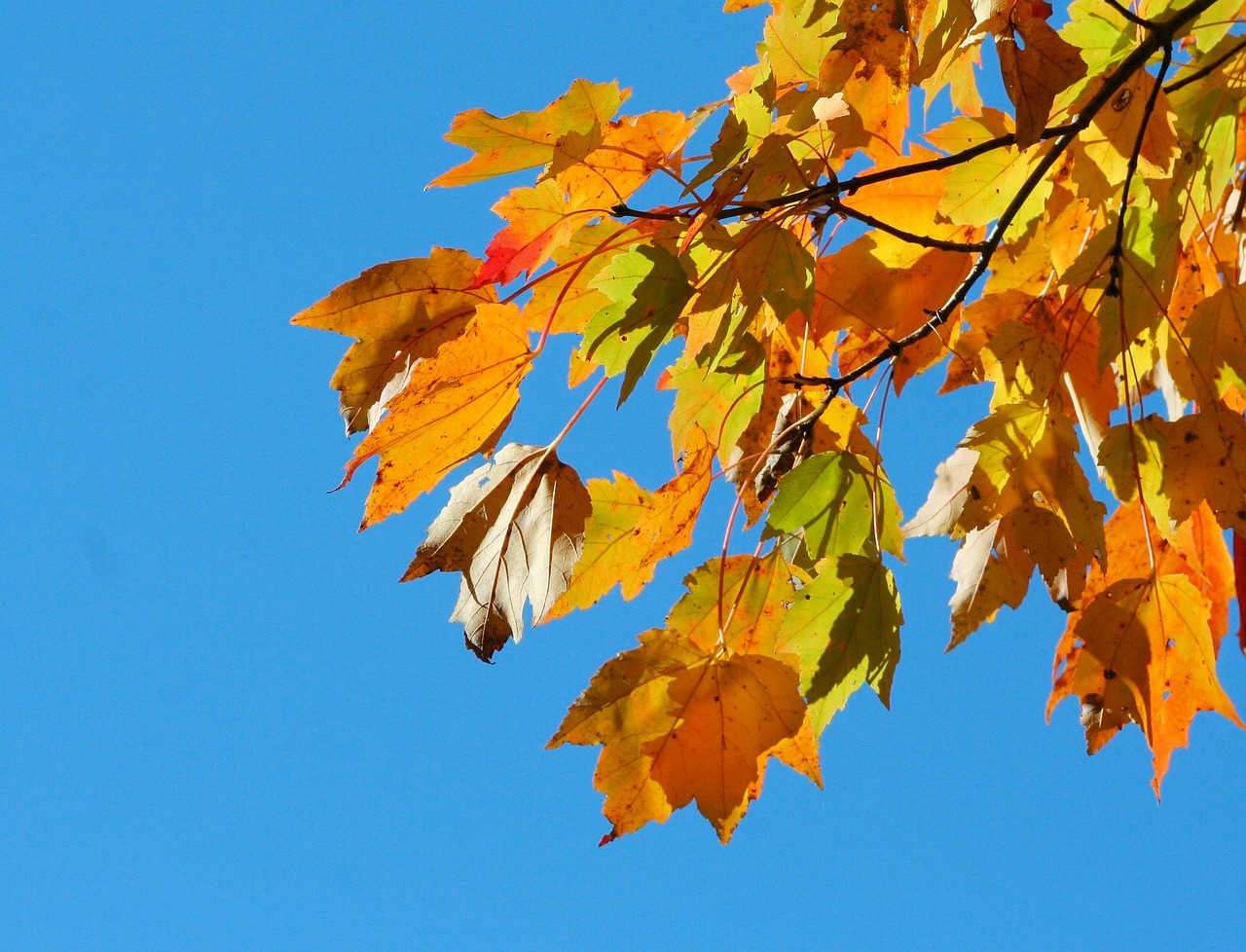 colorful leaves autumn fall free photo