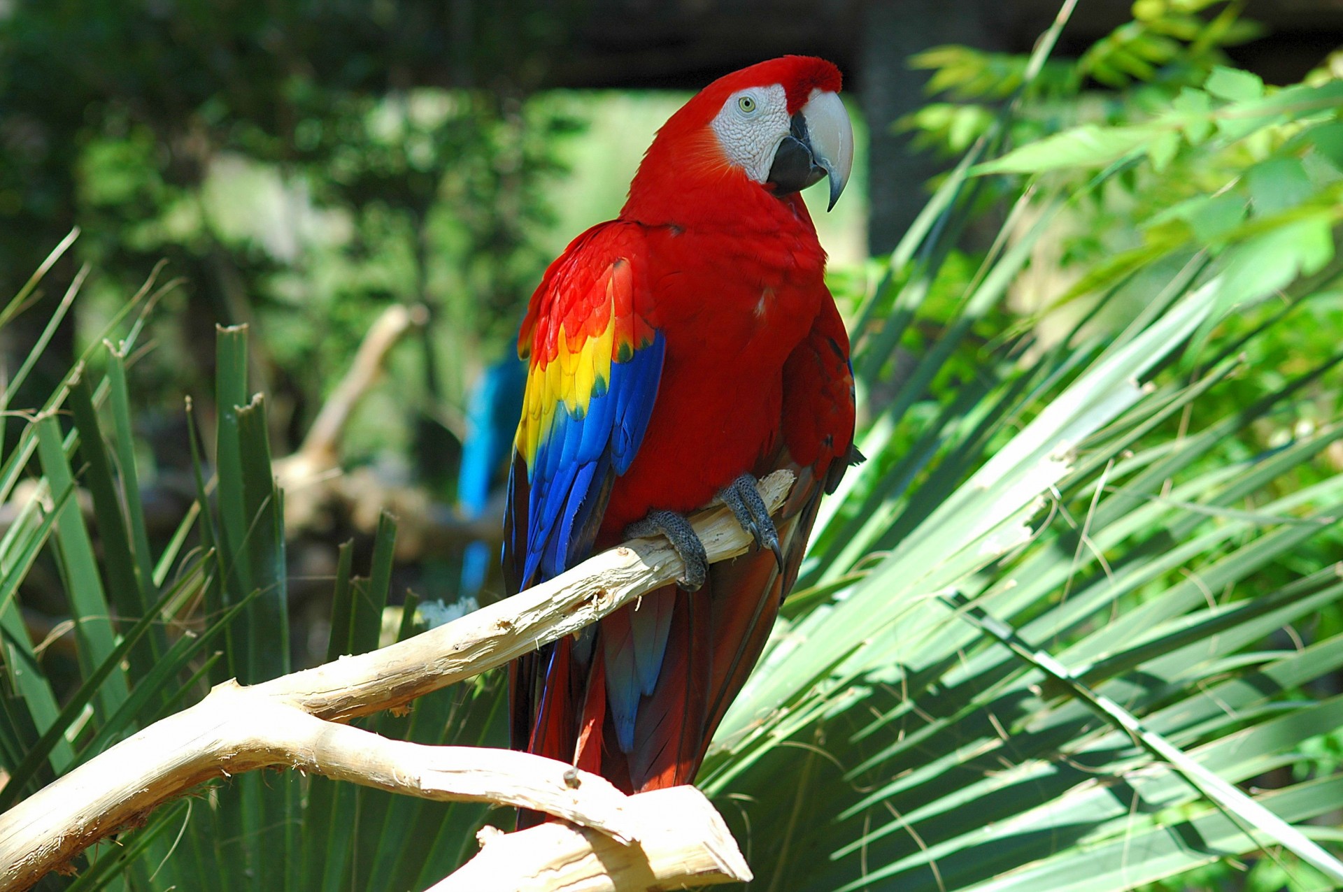 colorful macaw parrot free photo