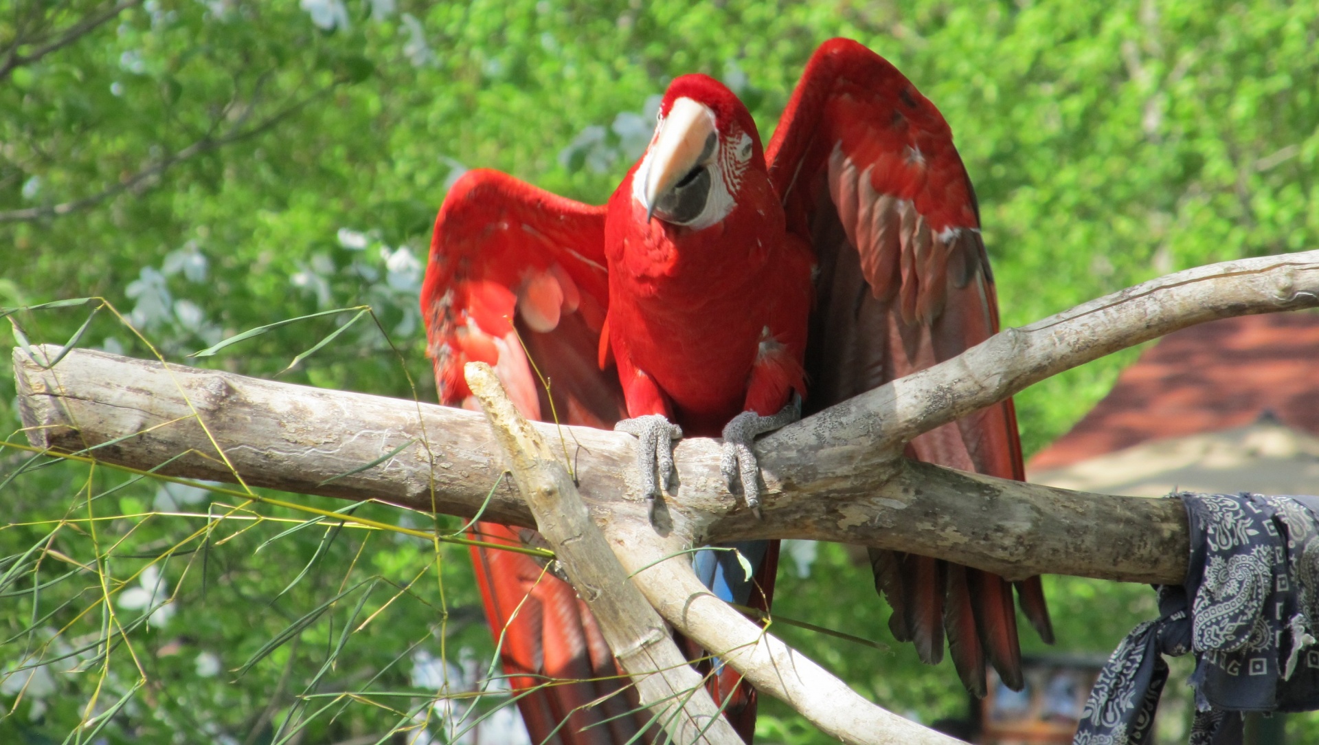 macaw bird parrot free photo