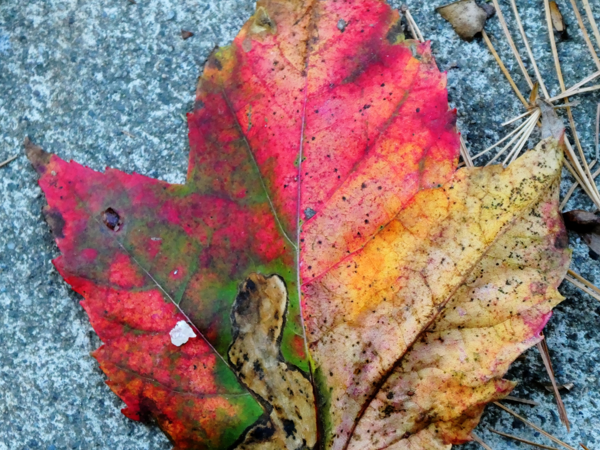 fall autumn foliage free photo