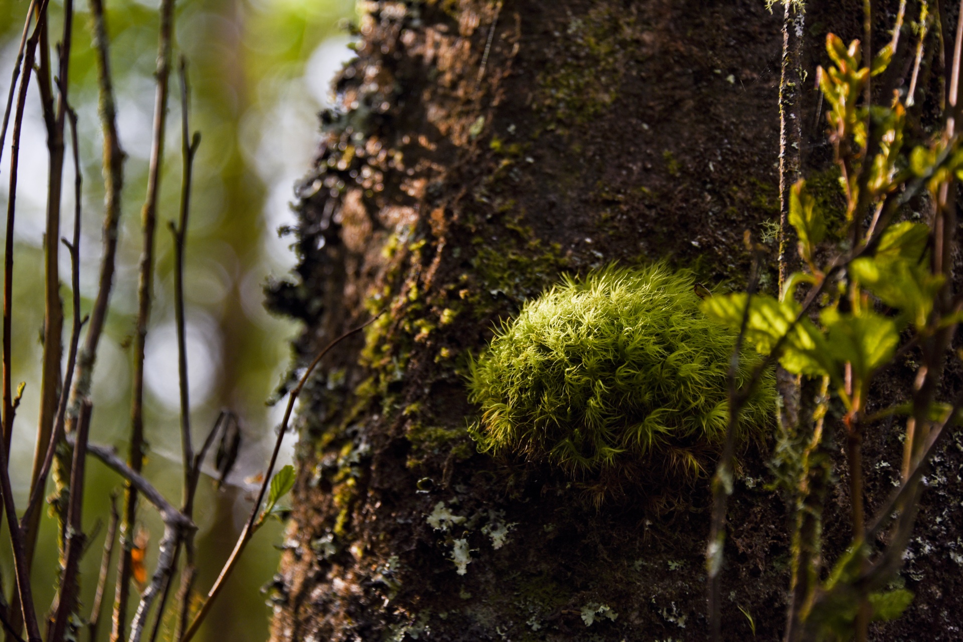 background tree moss moss free photo