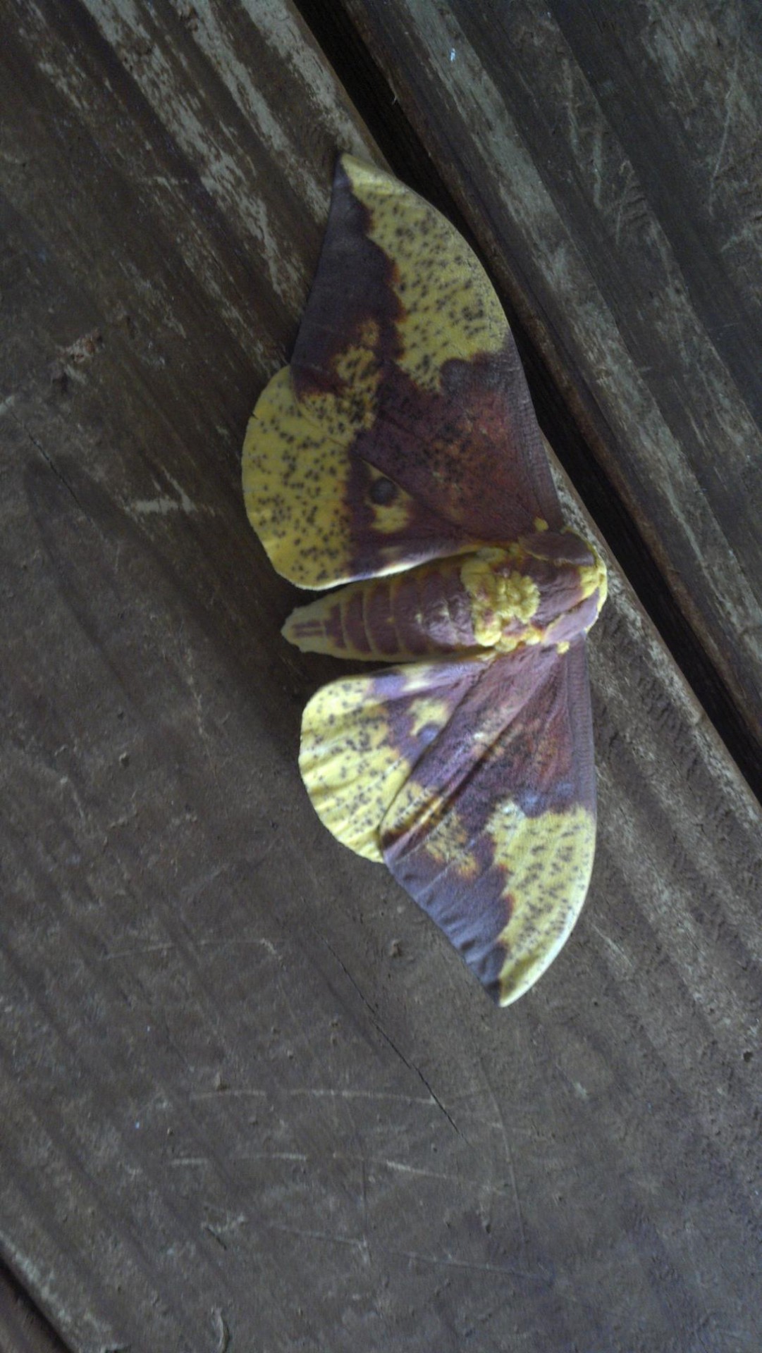 colorful moth colorful moth free photo