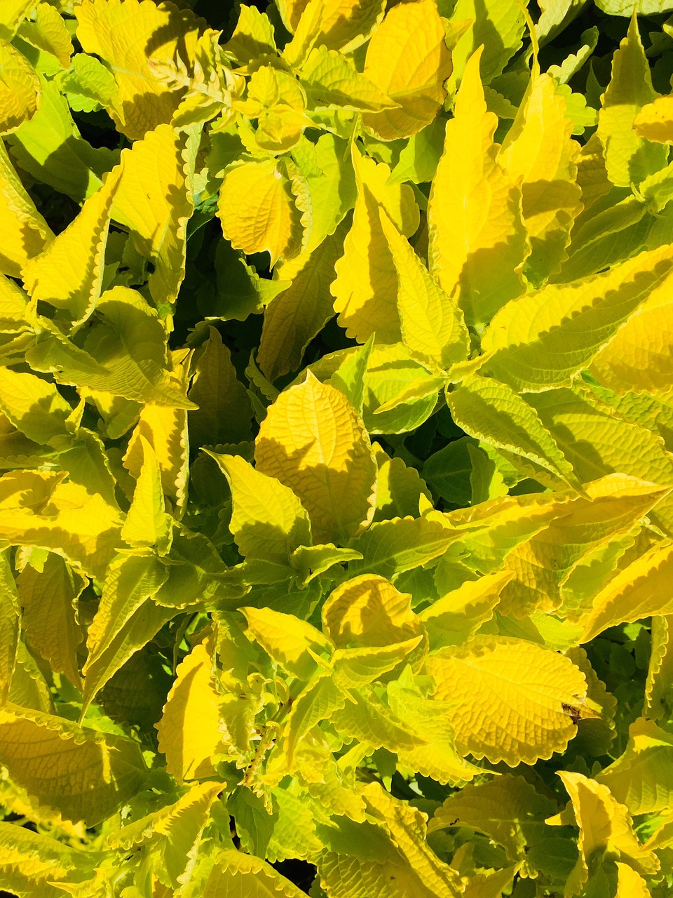 colorful nettle  yellow  plant free photo