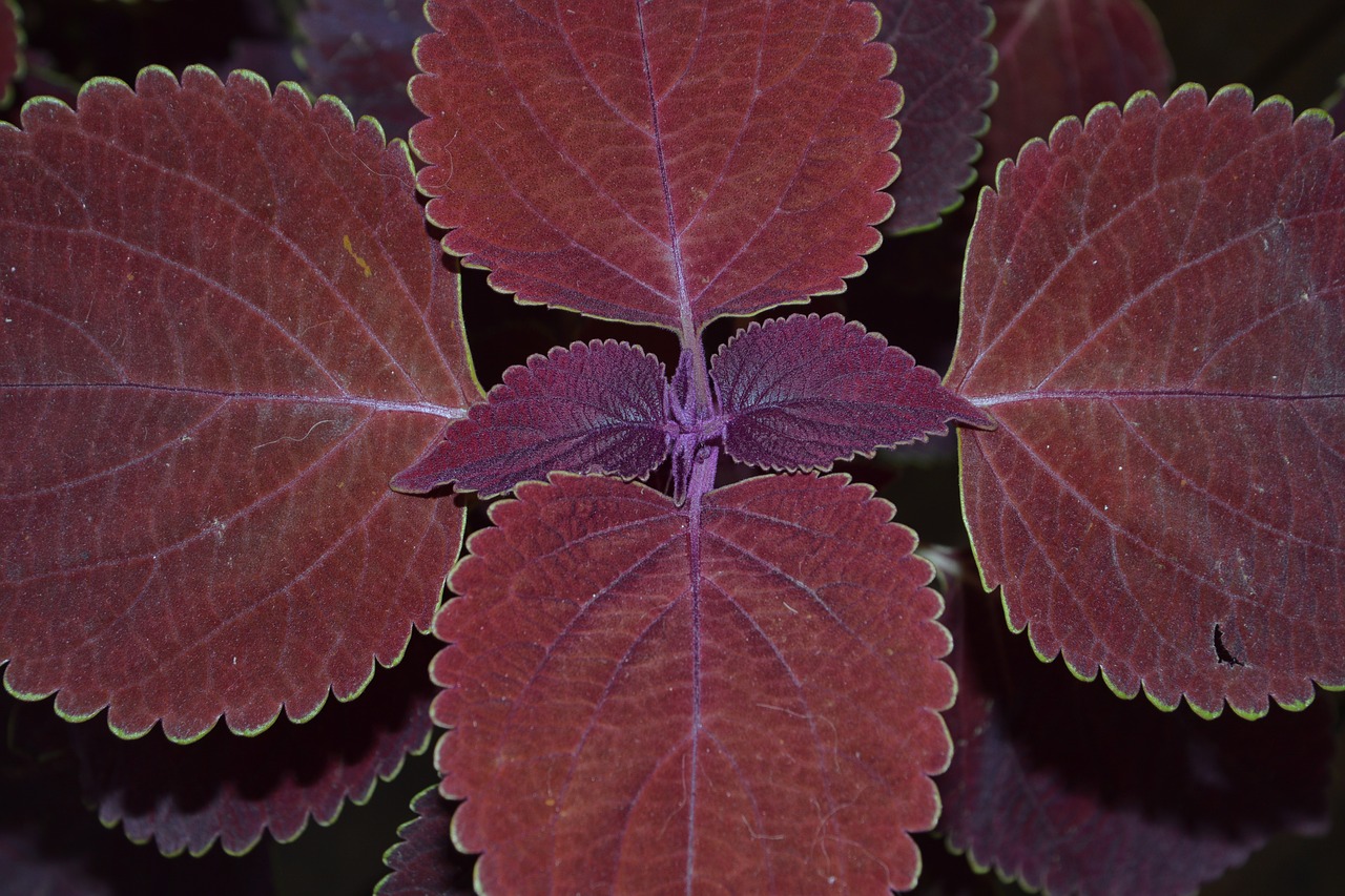 colorful nettles nettles plant free photo