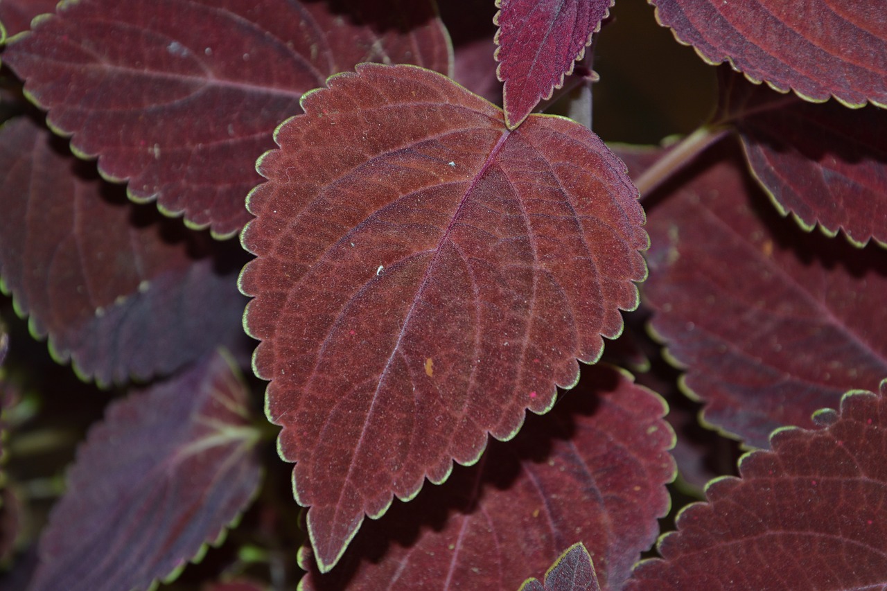 colorful nettles nettles plant free photo