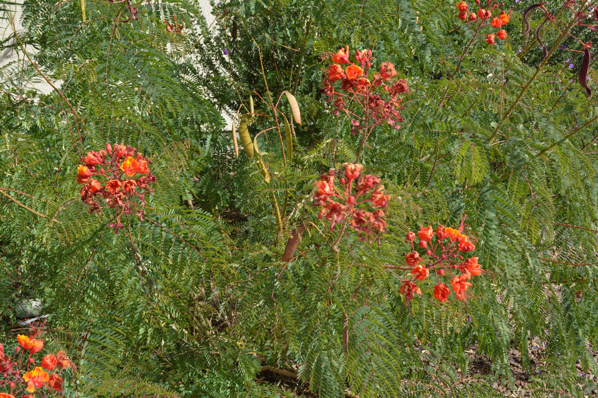 colorful orange flower free photo