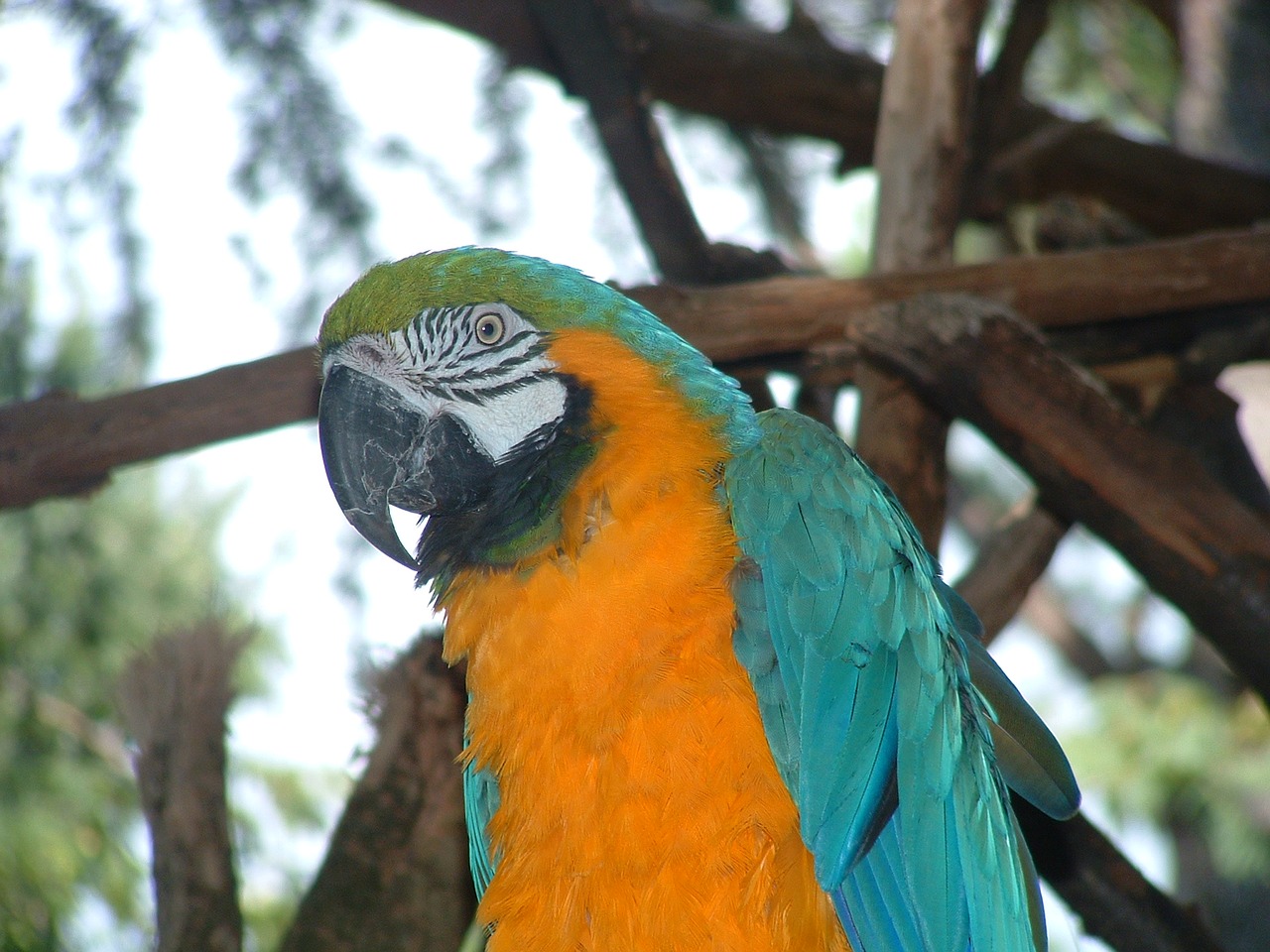 colorful parrot bird zoo free photo