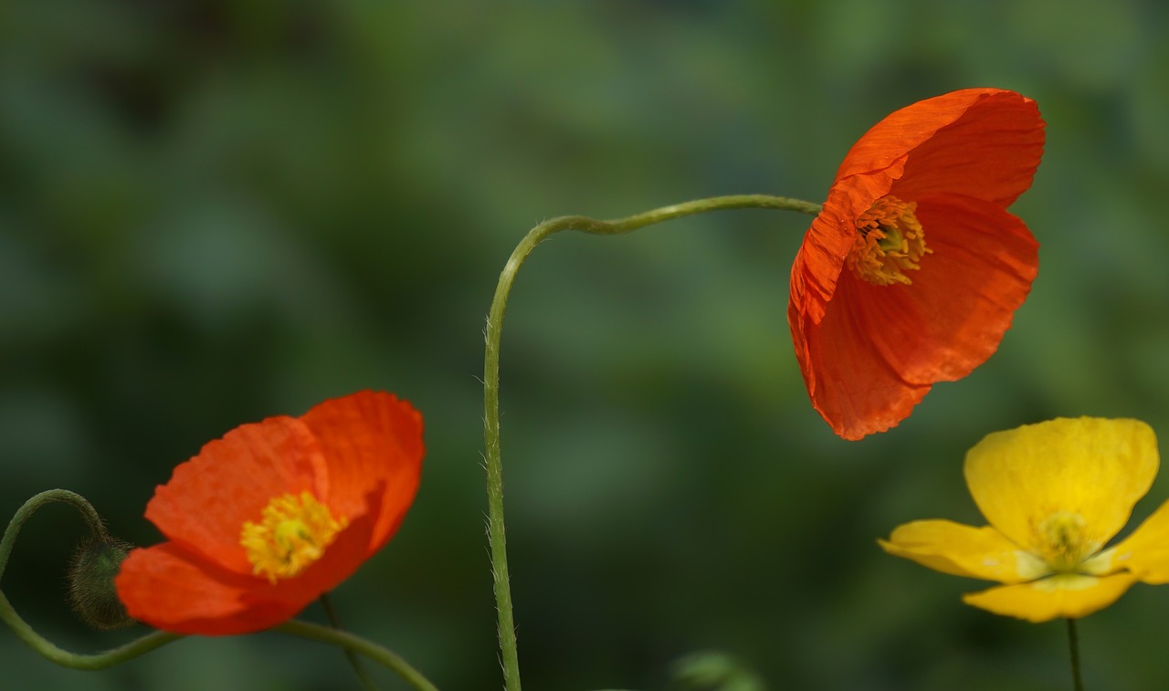 colorful poppies  poppy  colorful free photo