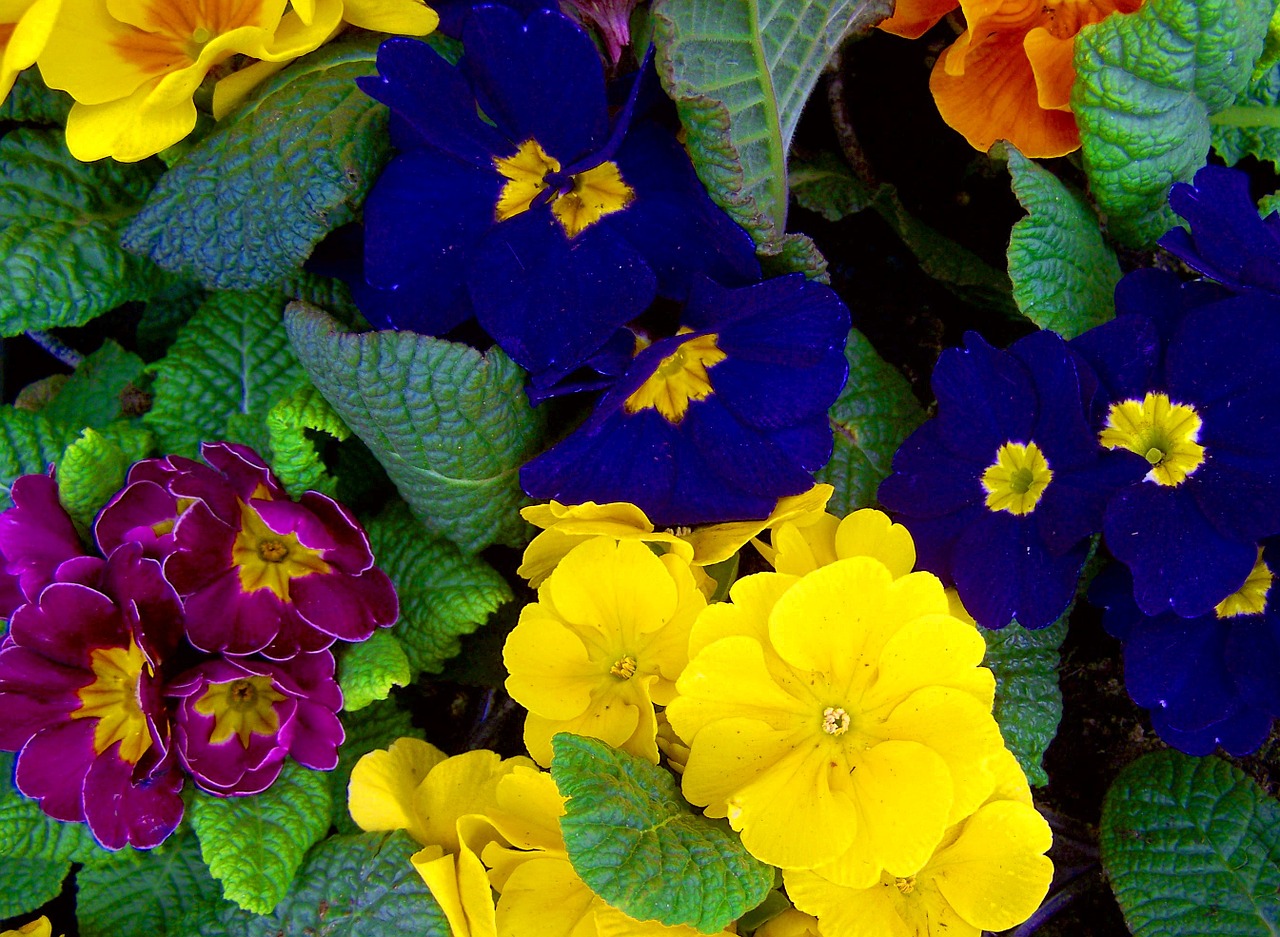 colorful primroses flower garden spring free photo
