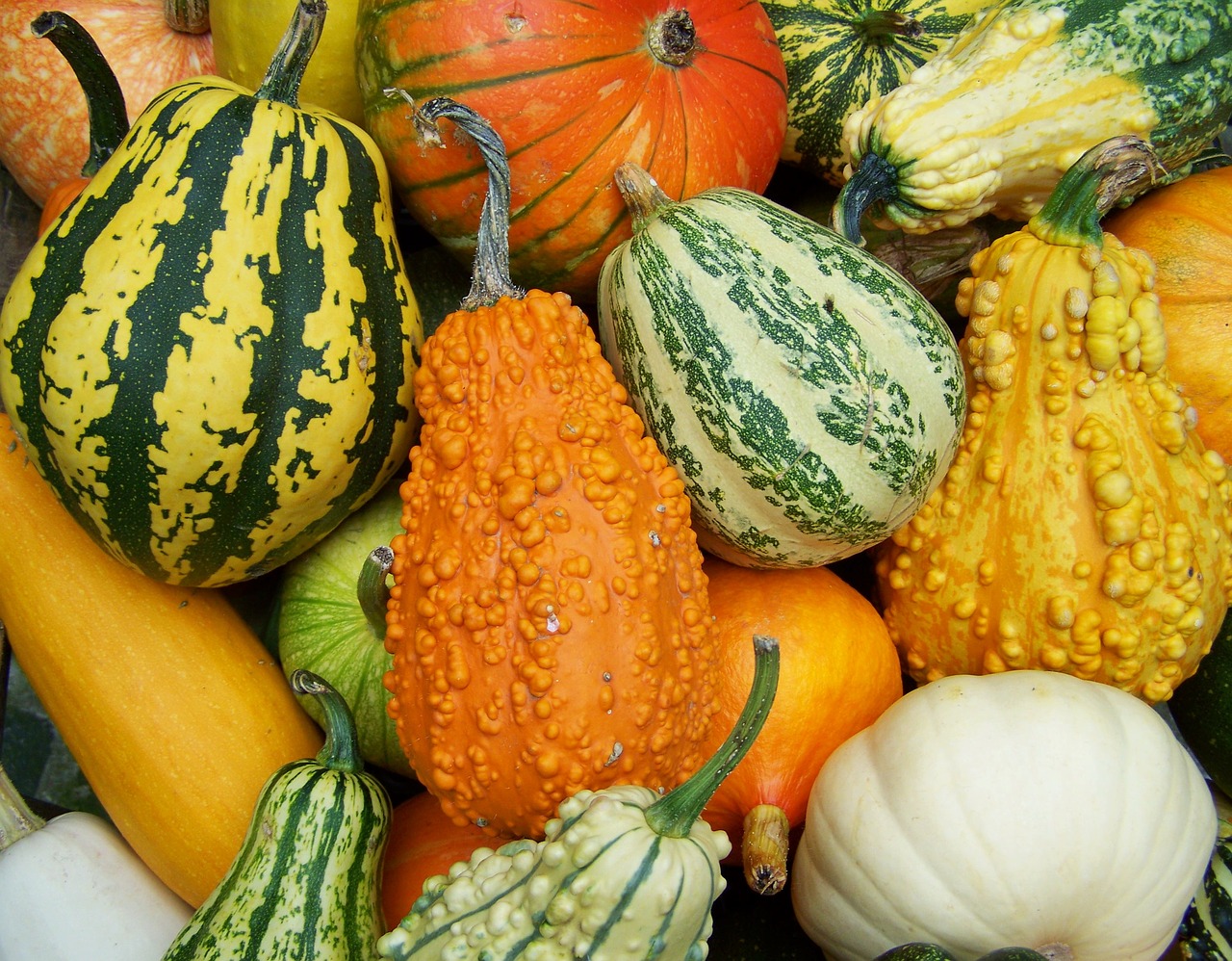 colorful pumpkins autumn mood vegetables free photo
