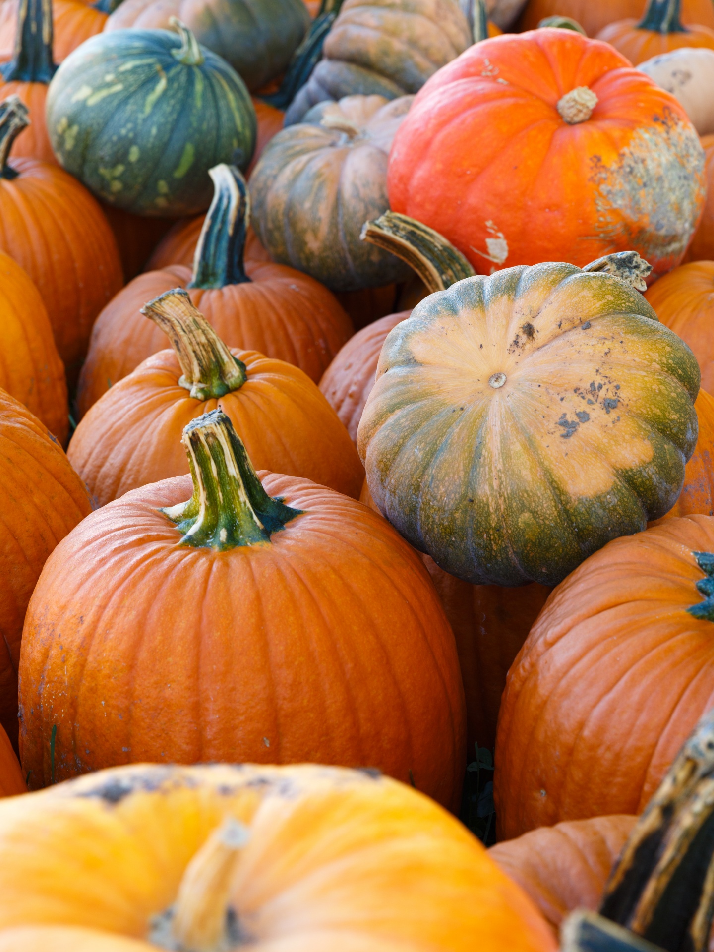 agriculture autumn background free photo