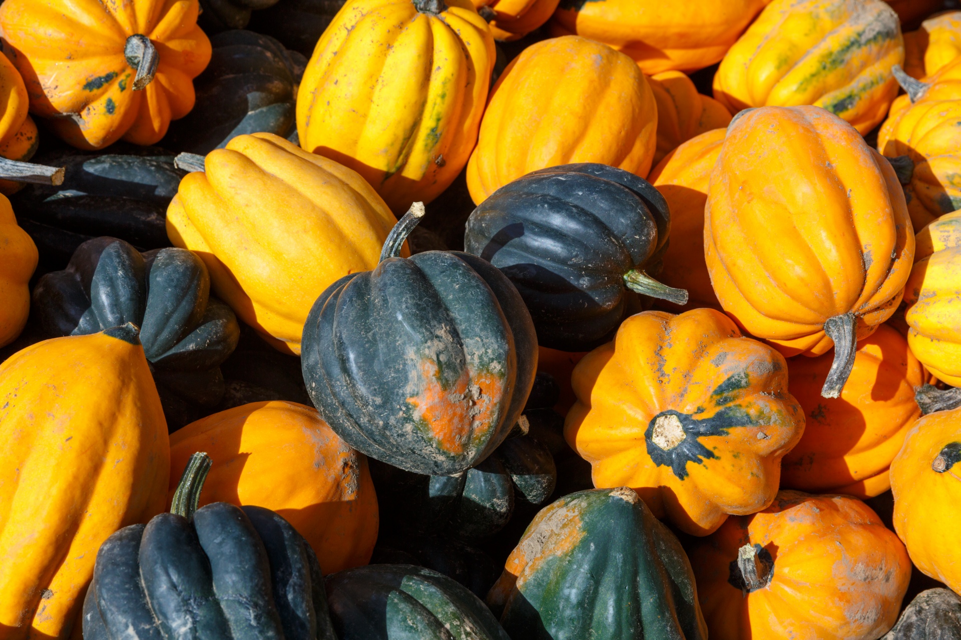 agriculture autumn background free photo