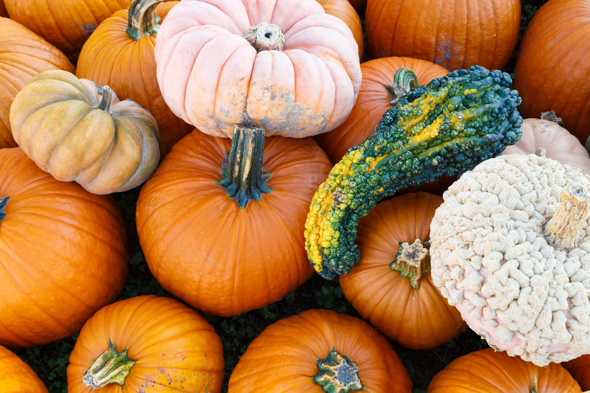 agriculture autumn background free photo