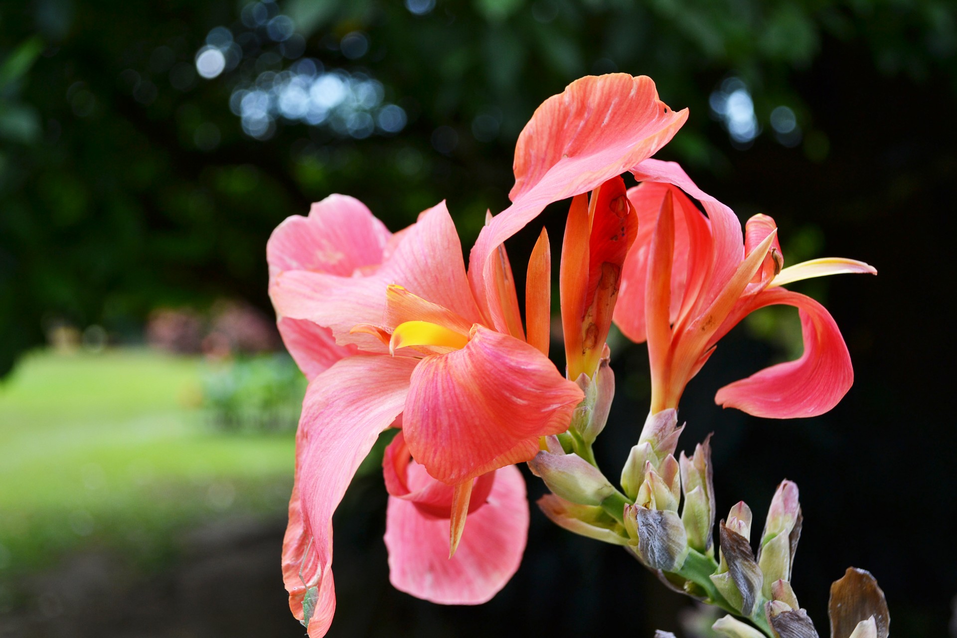 colorful purple flower free photo