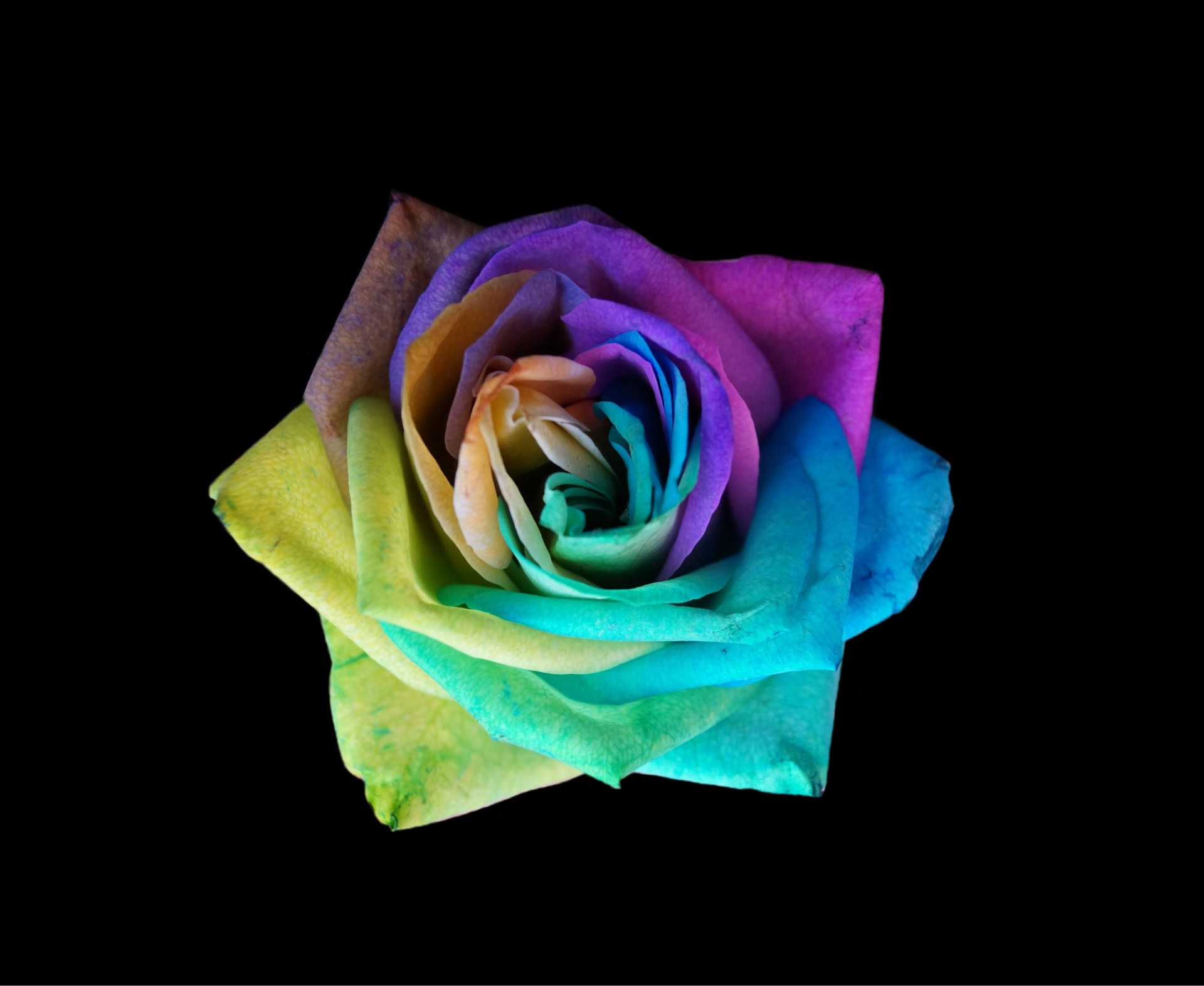 colorful rose colorful rose free photo