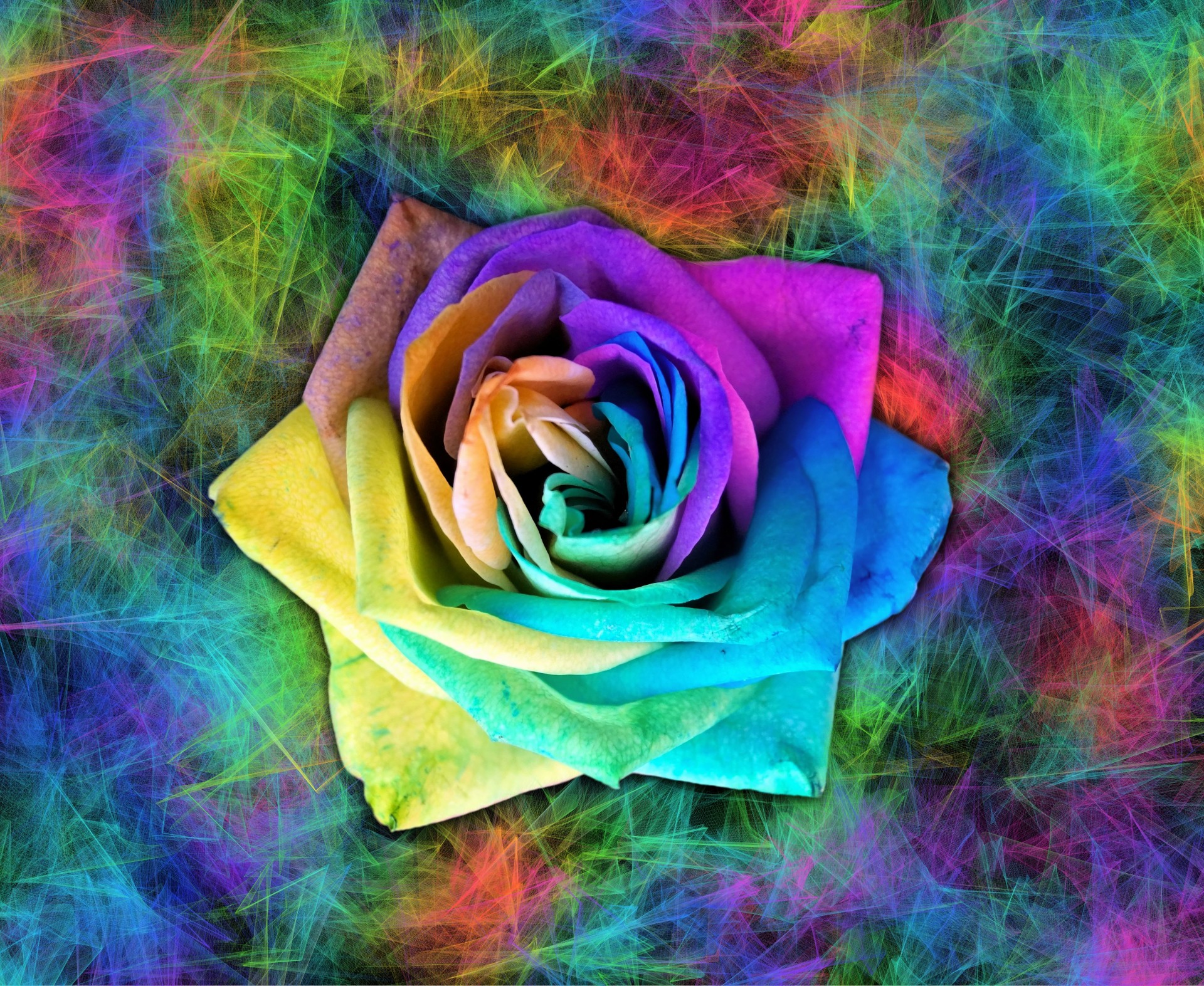 colorful rose colorful rose free photo