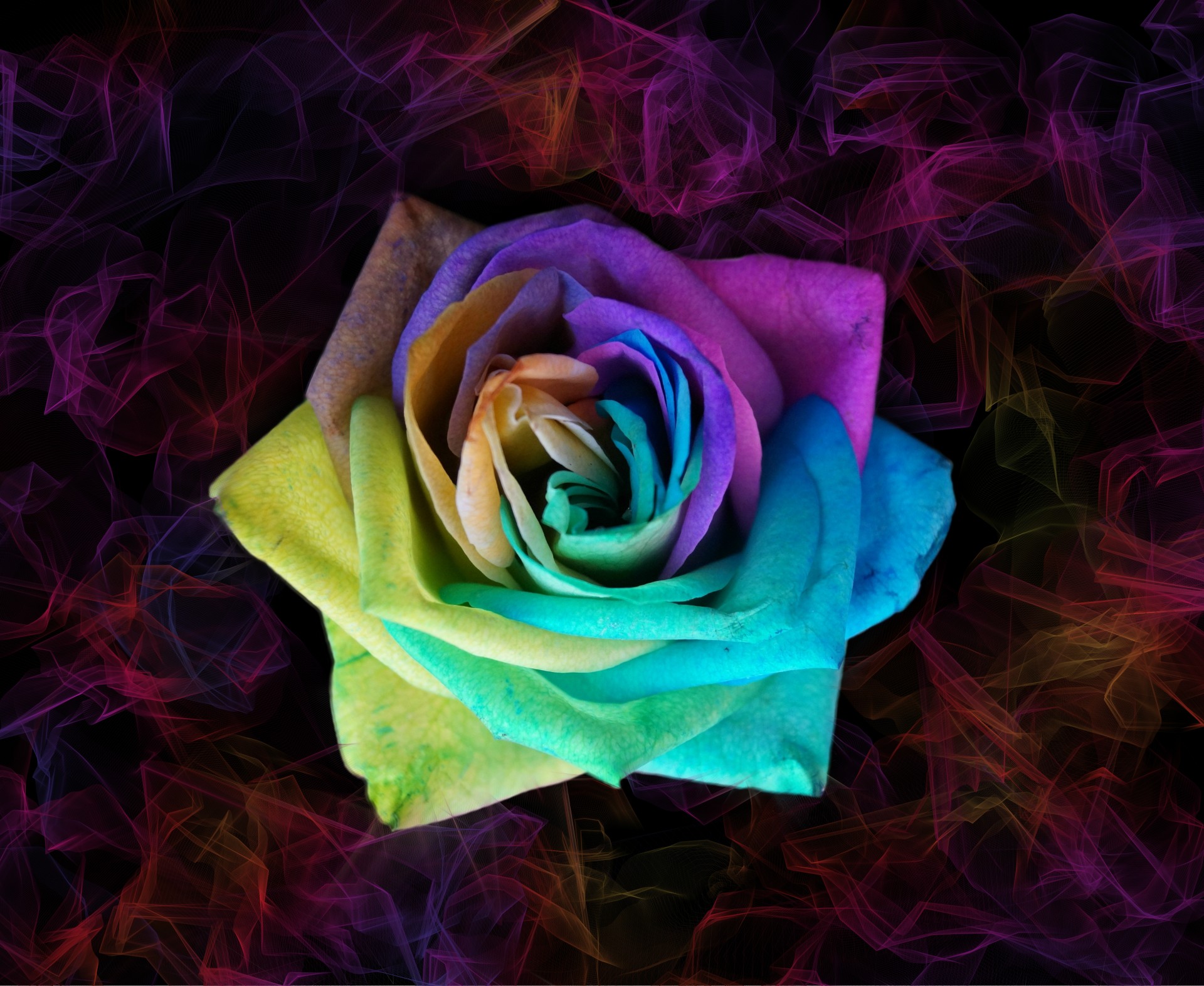 colorful rose colorful rose free photo