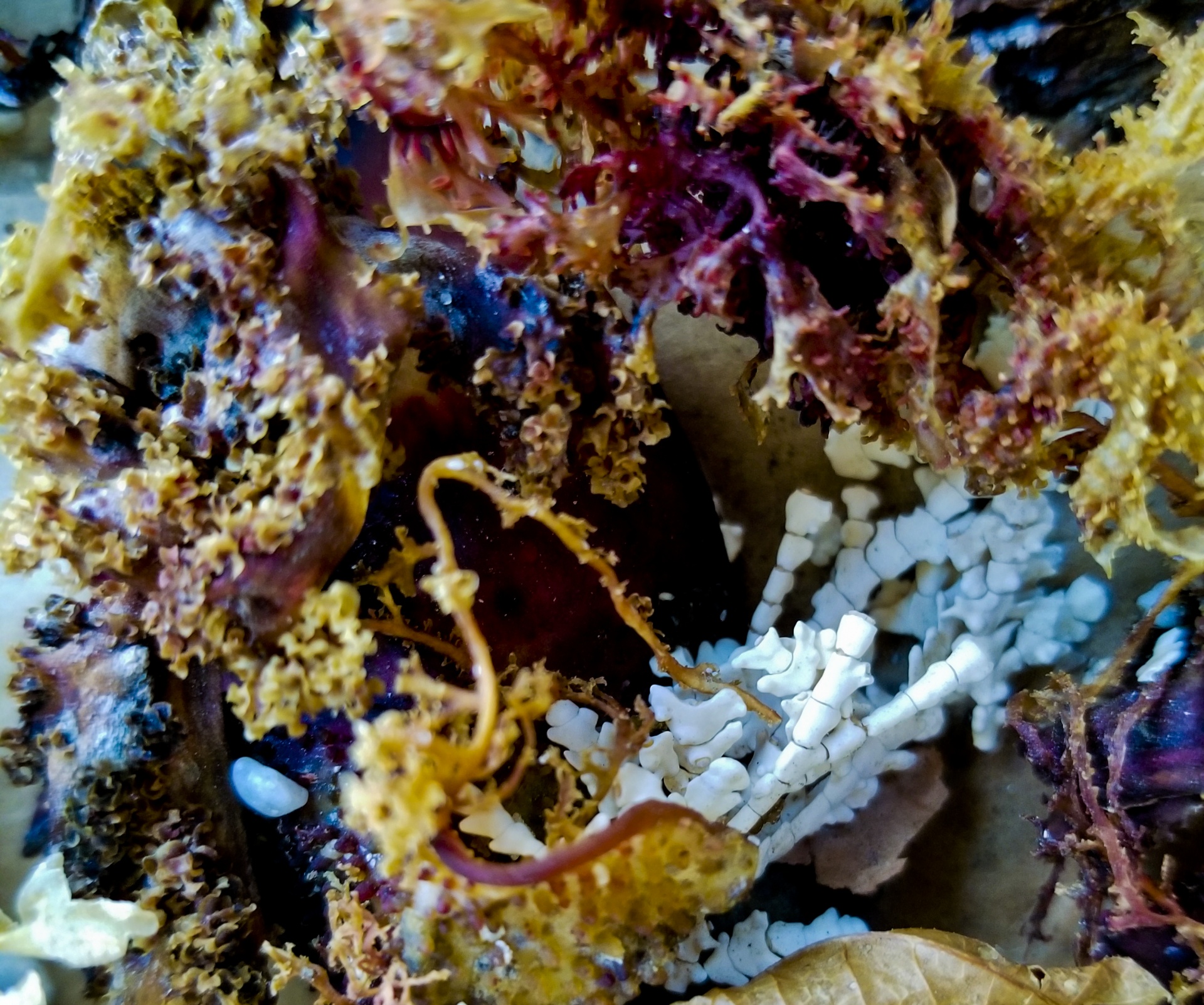 colorful plants sea plants seaweed free photo