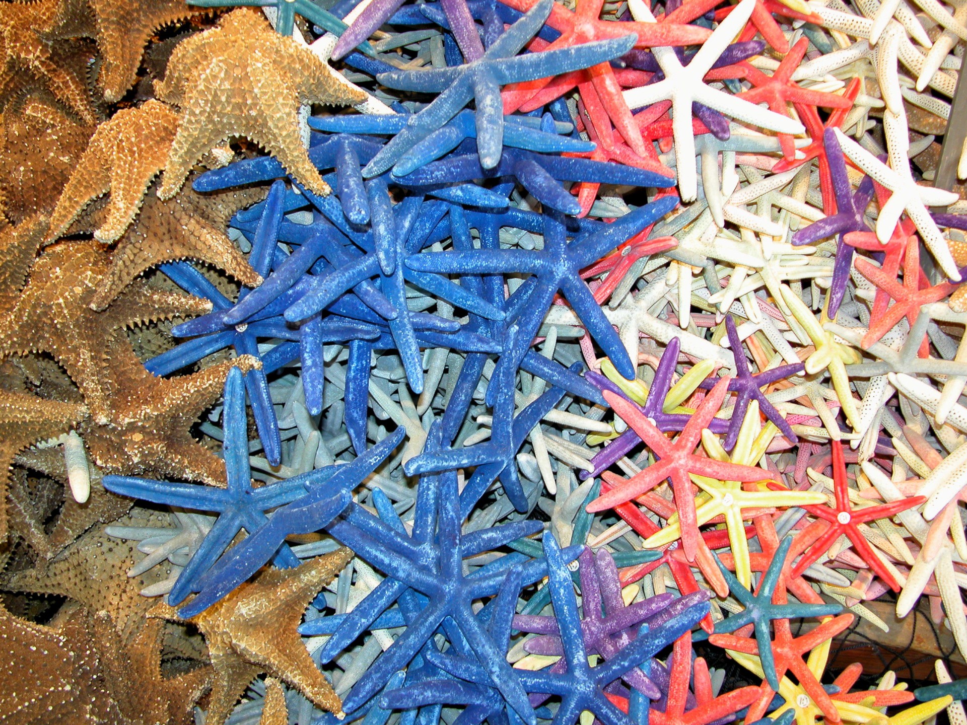 background colorful starfish free photo