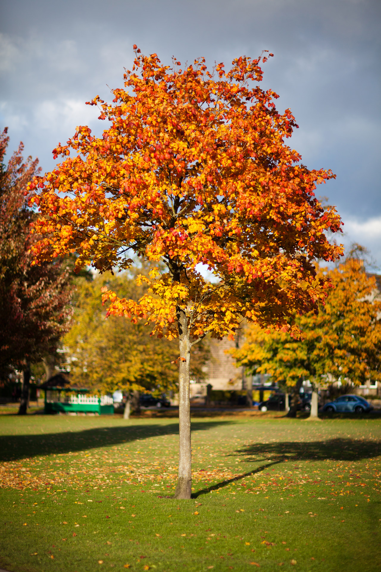 autumn fall foliage free photo