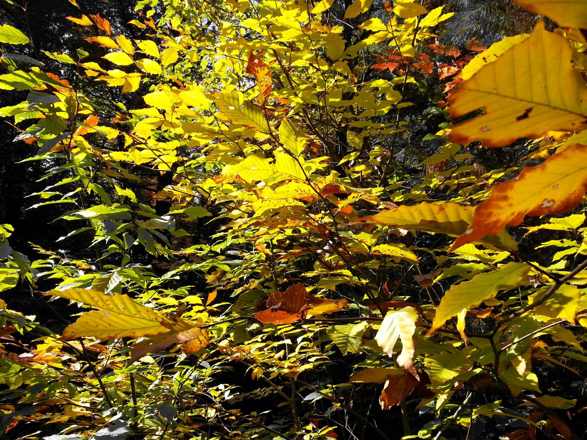 autumn fall color free photo