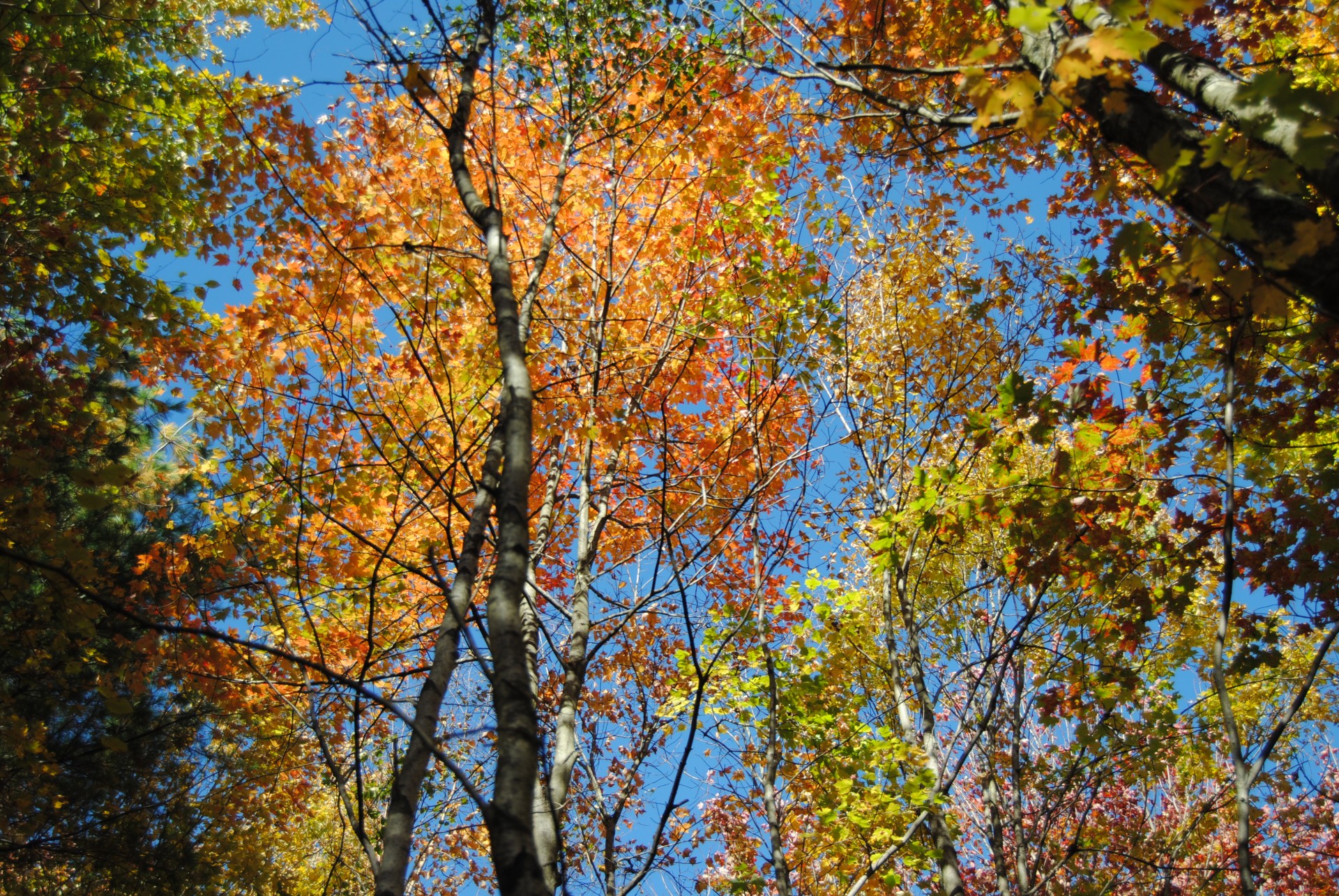 autumn fall color free photo