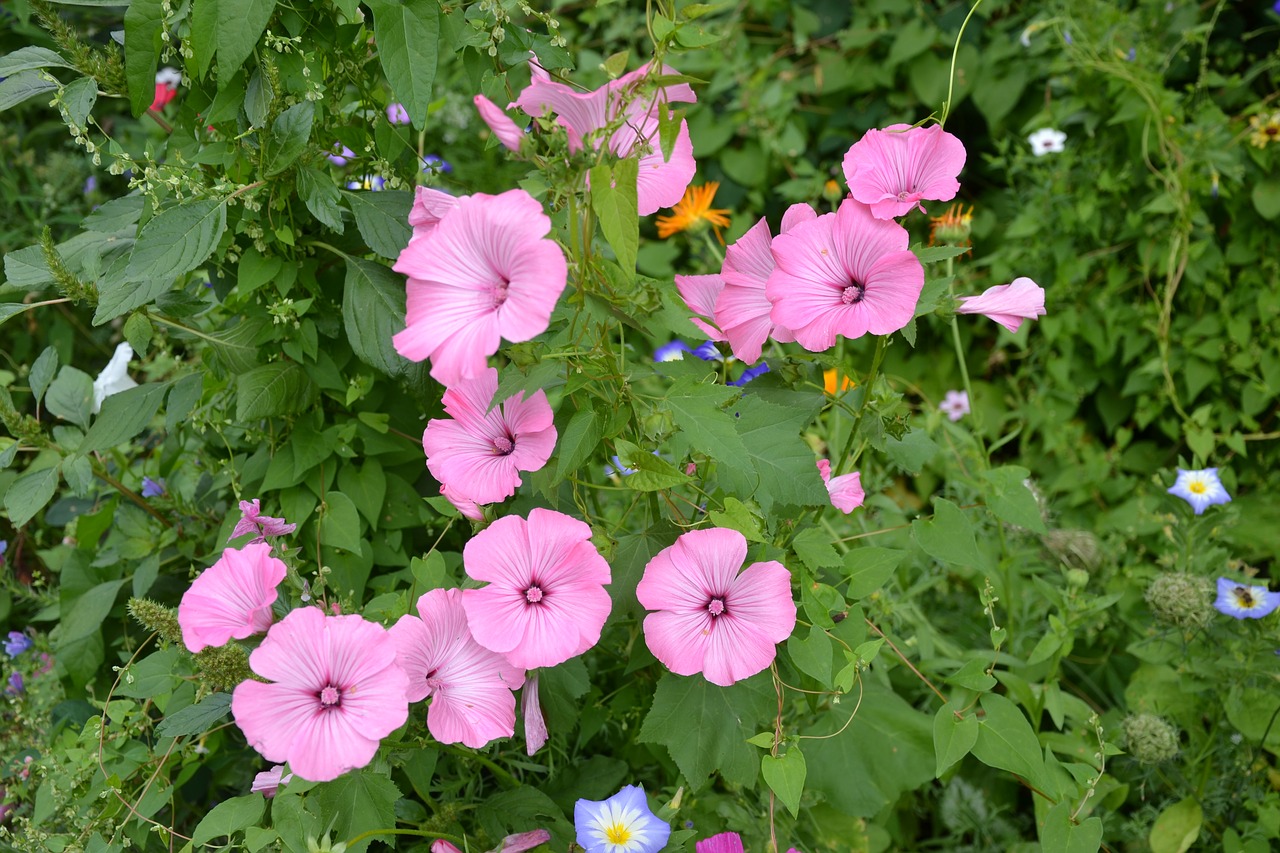 colorful variety flowers beautiful free photo