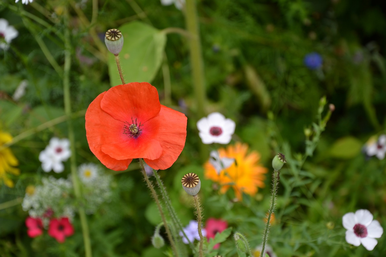 colorful variety flowers beautiful free photo