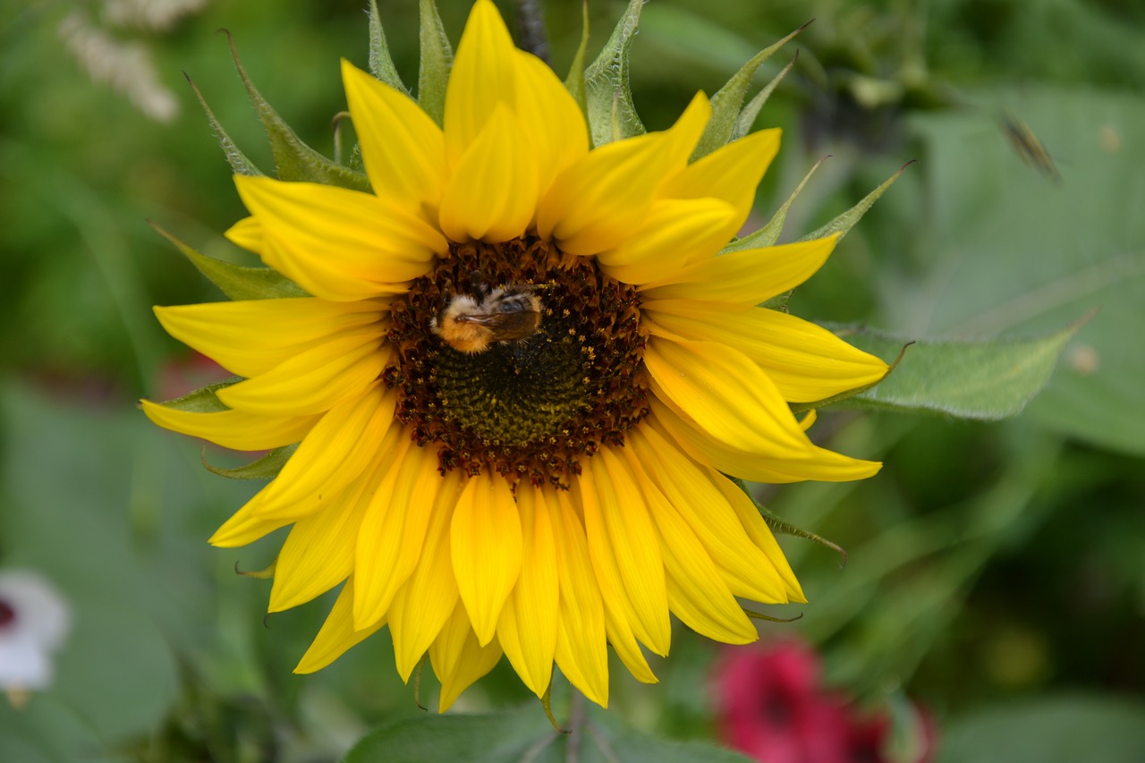 colorful variety flowers beautiful free photo