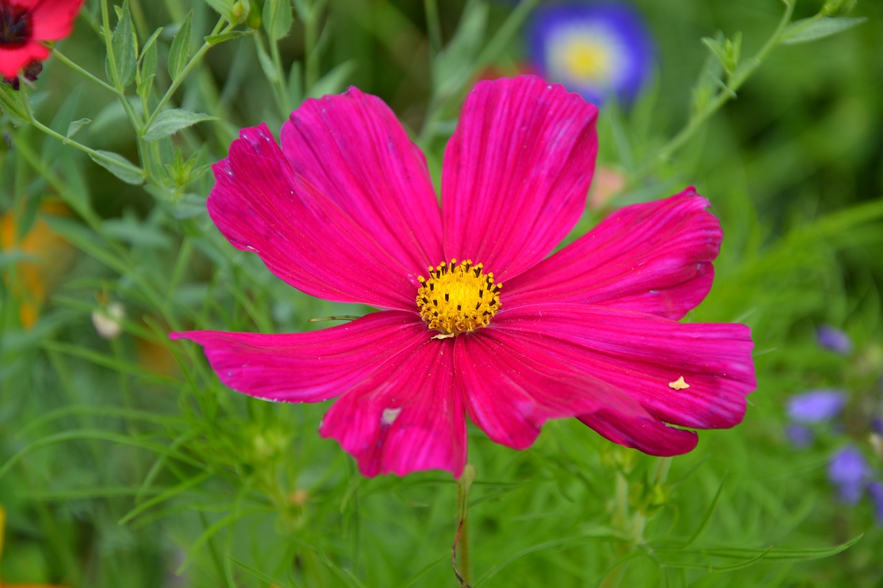 colorful variety flowers beautiful free photo