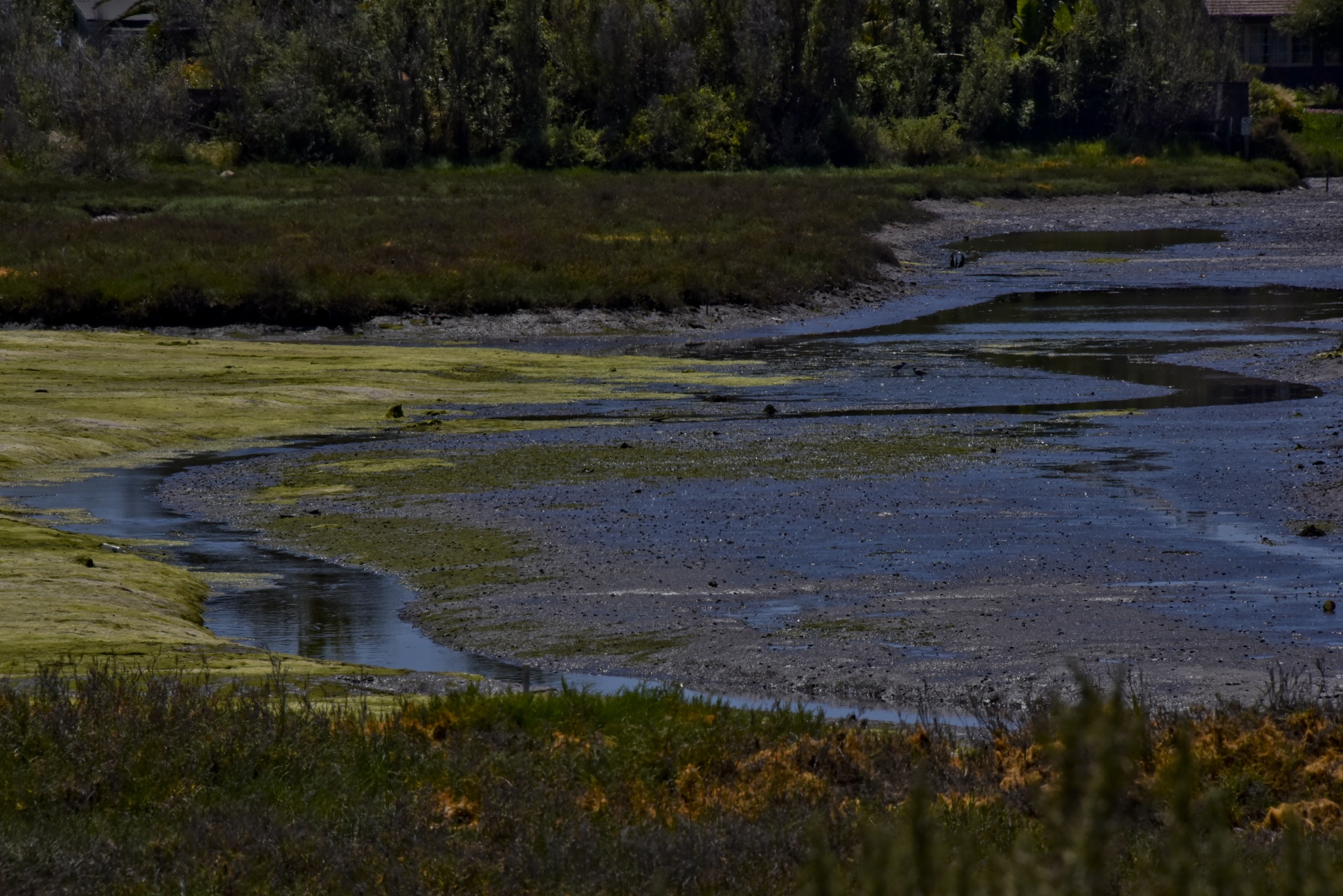 wetland landscape scenic free photo