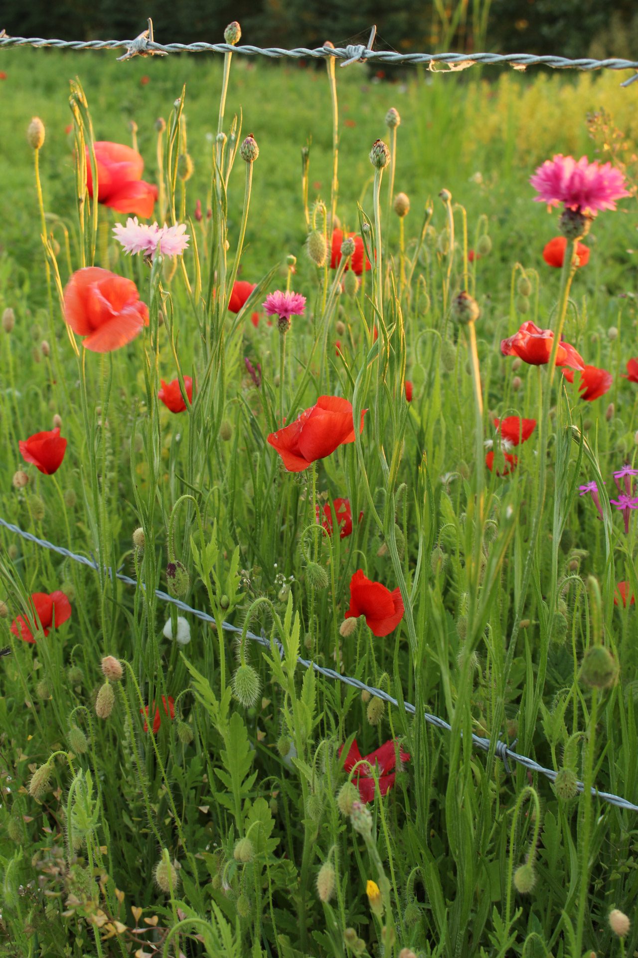 colorful wild flowers free photo