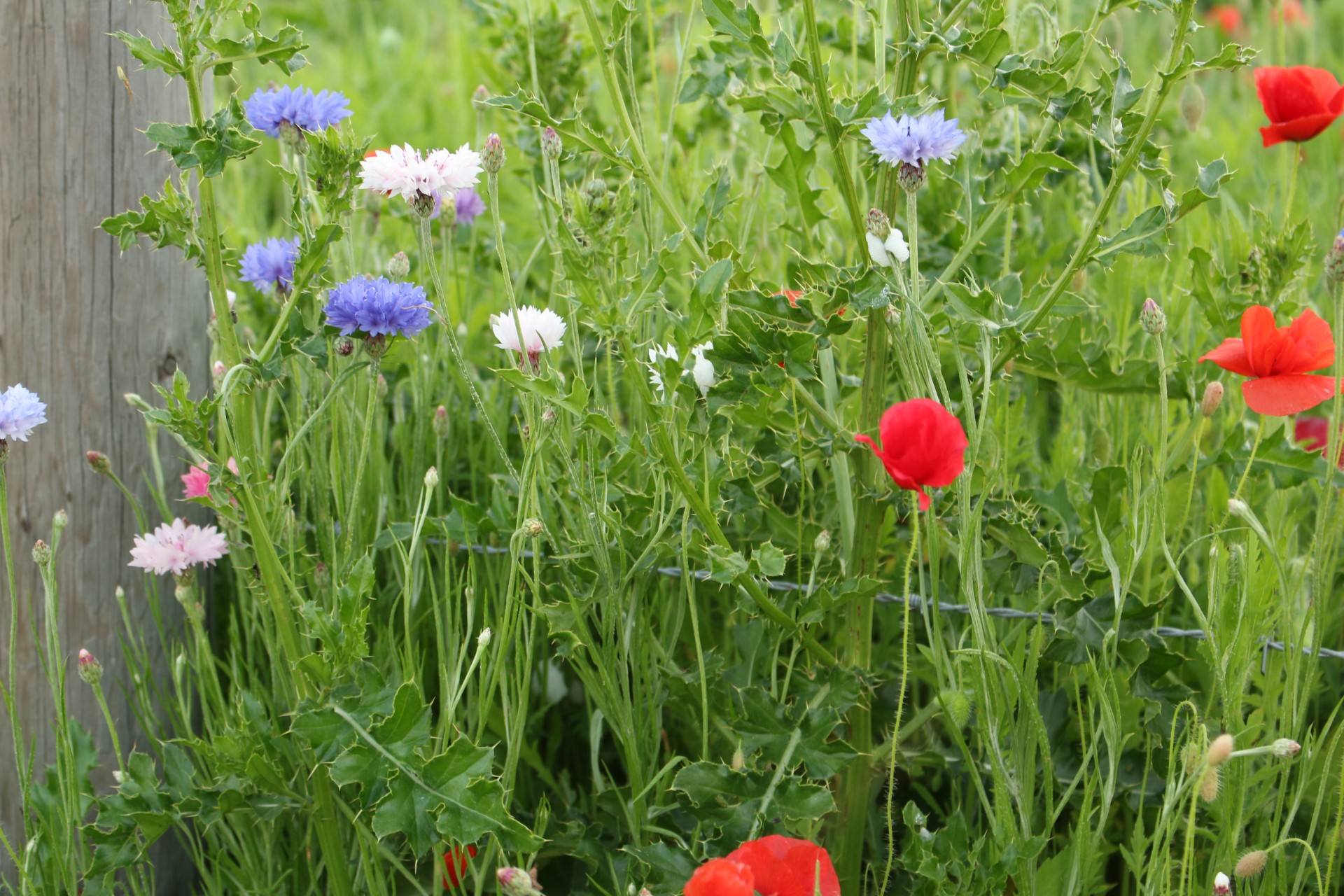 colorful wild flowers free photo