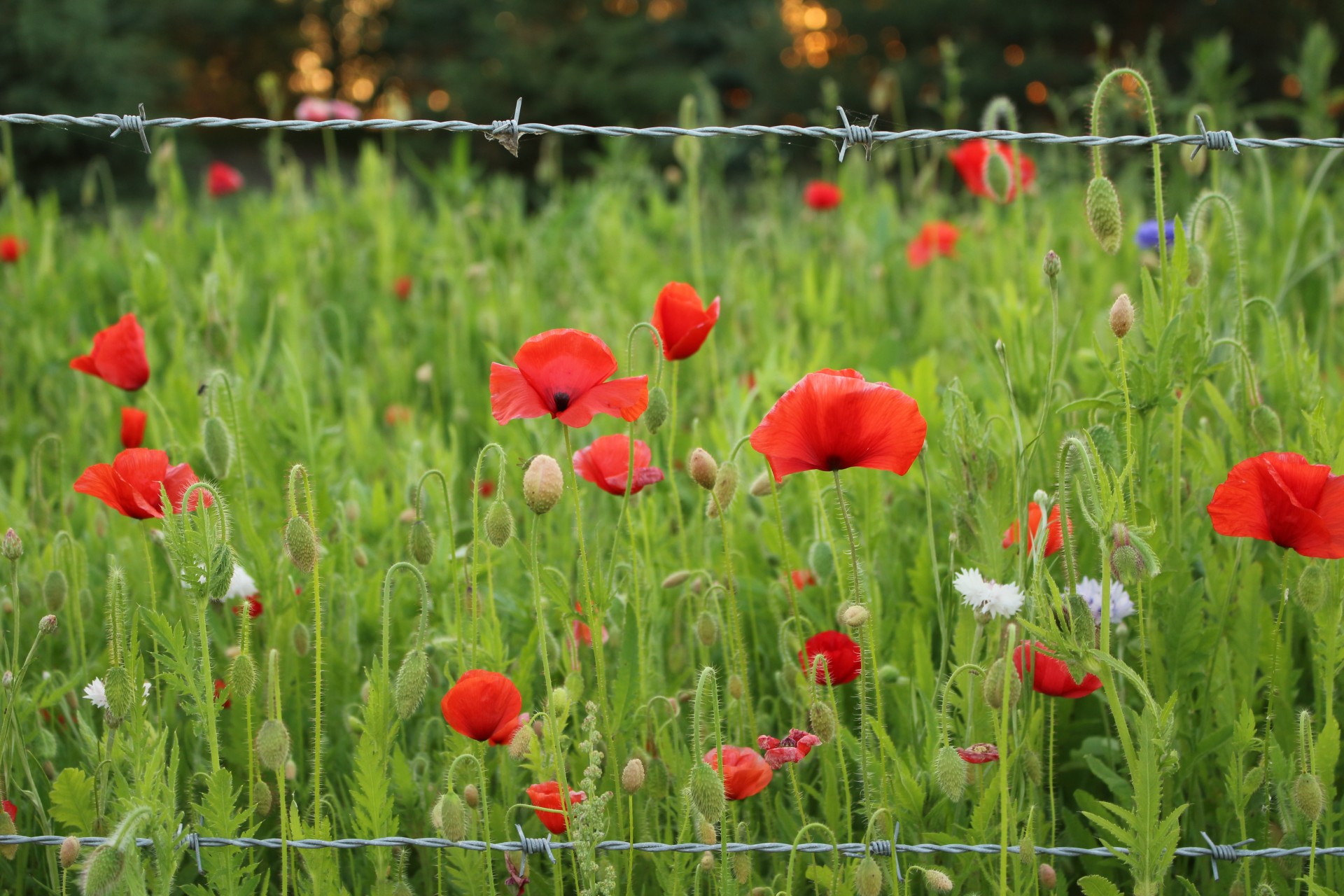 colorful wild flowers free photo