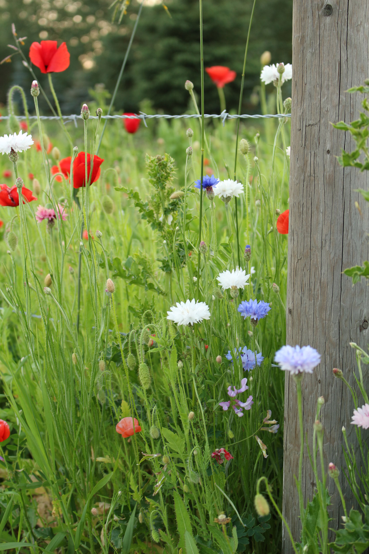 colorful wild flowers free photo