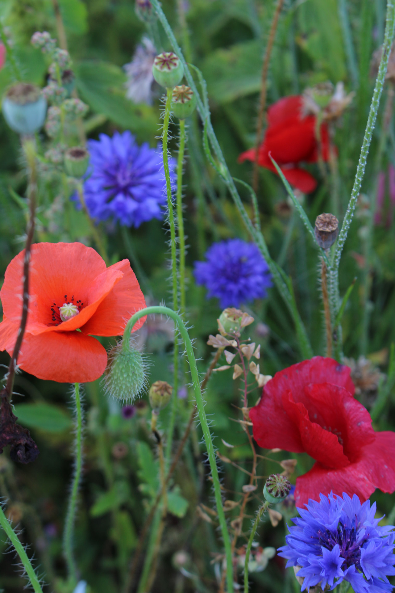 colorful wild flowers free photo