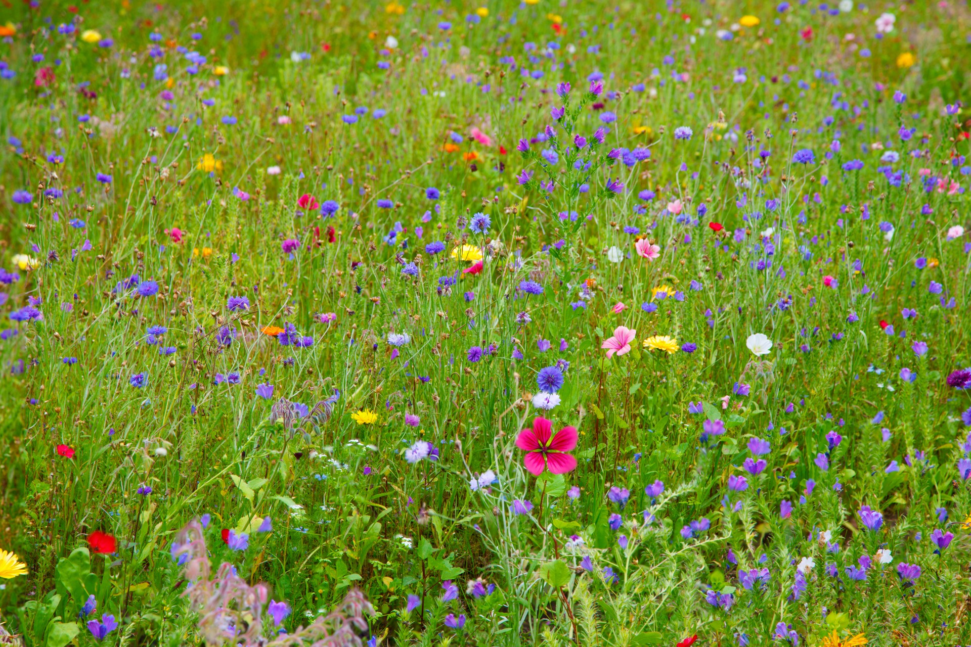 nature summer colorful free photo