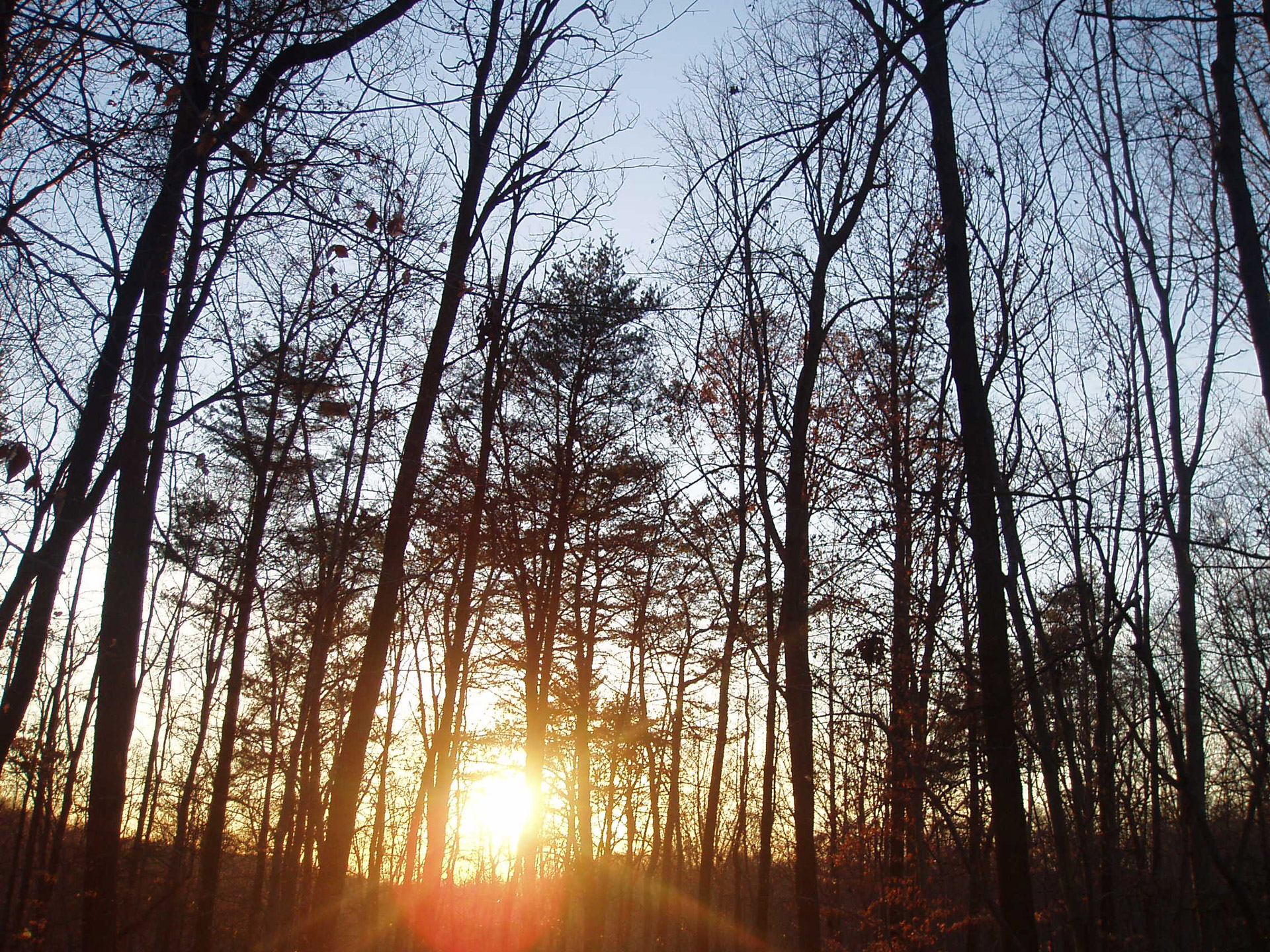 winter sunset trees free photo