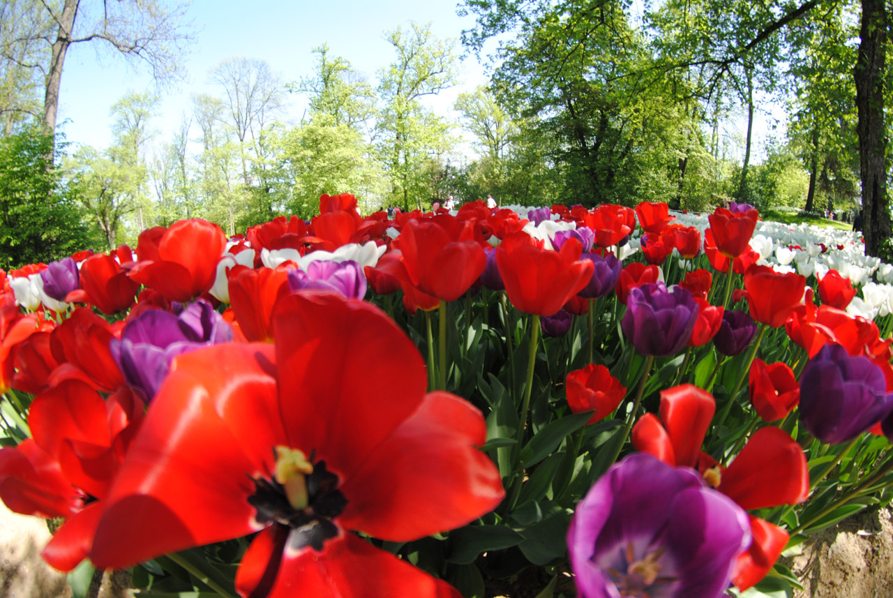 tulips nature flowers free photo