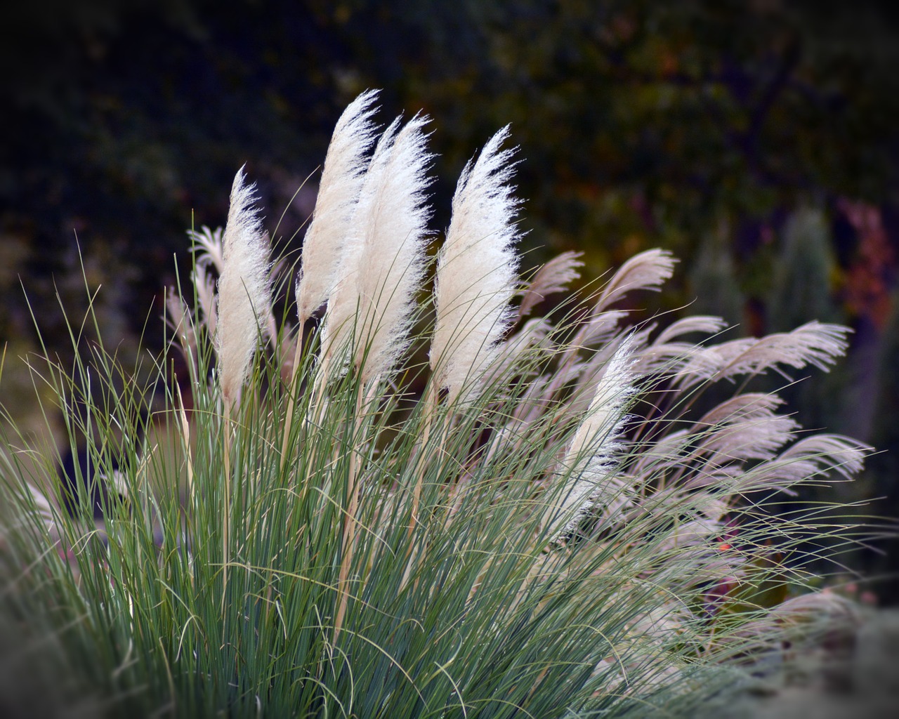 colors autumn nature free photo