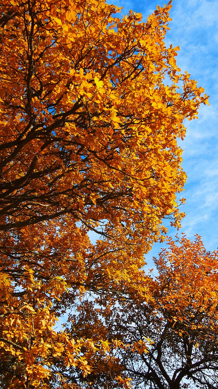 colors tree autumn free photo