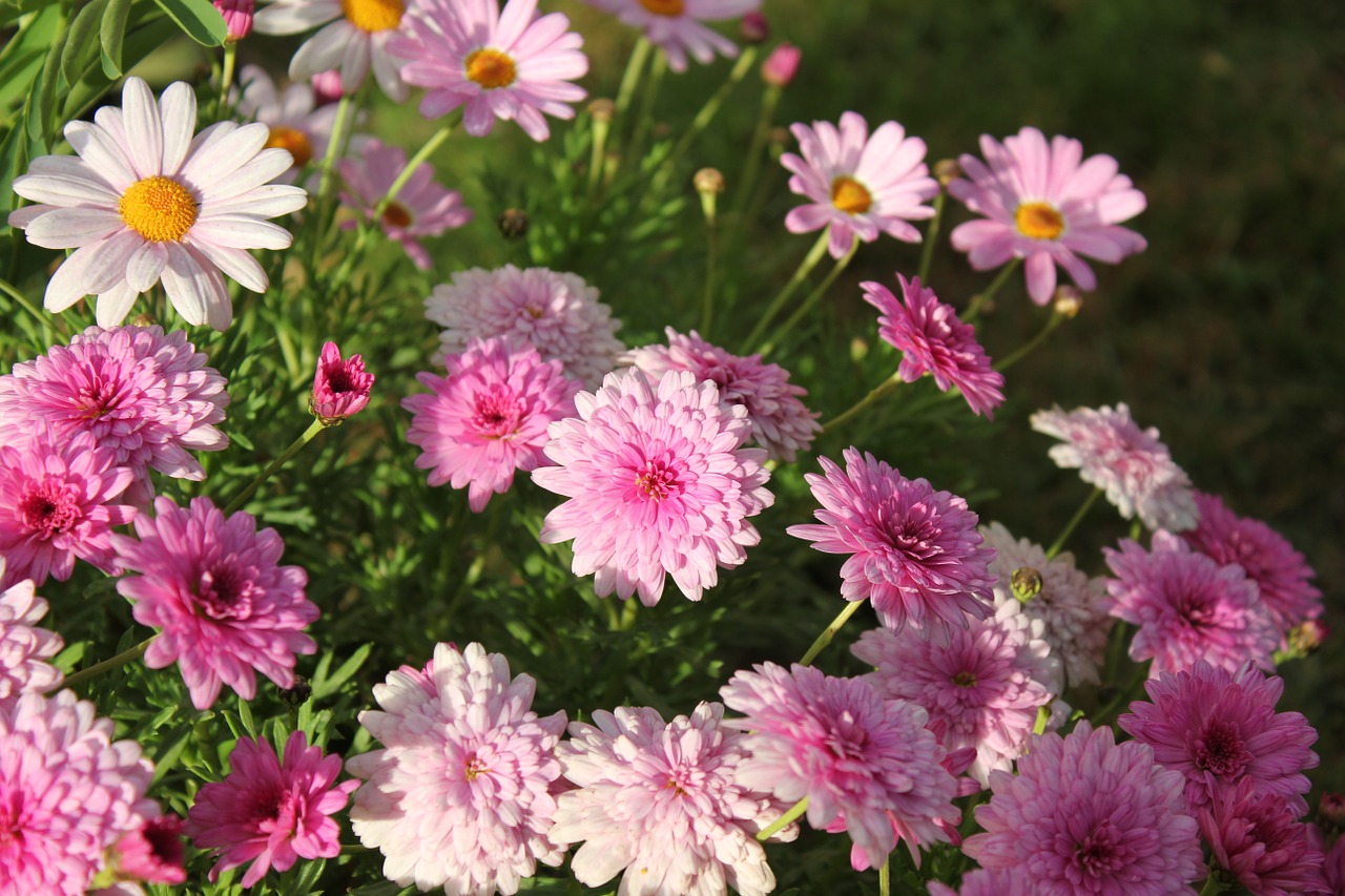 colors flowers pink free photo