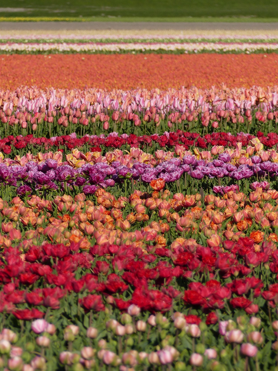 colors flowers fields free photo