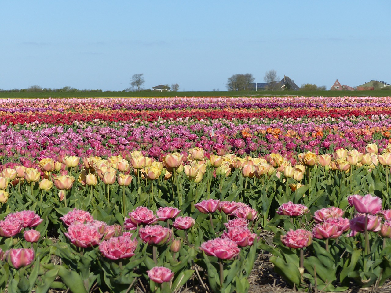 colors flowers fields free photo