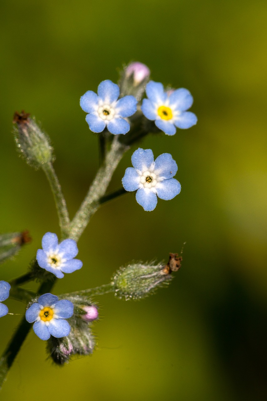 colors nature flower free photo