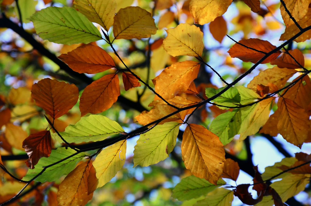 colors autumn leaves free photo