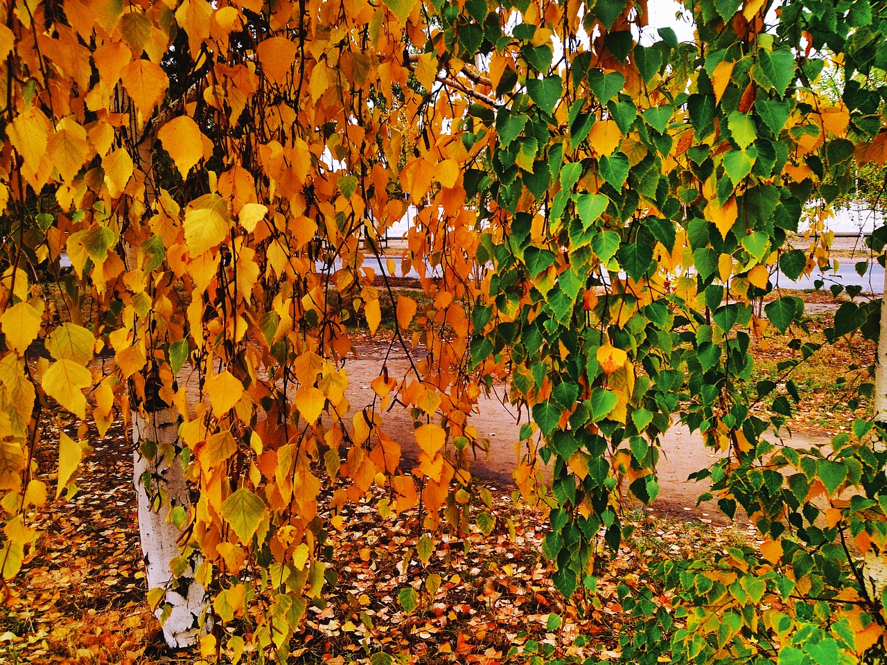 colors of autumn birch autumn free photo